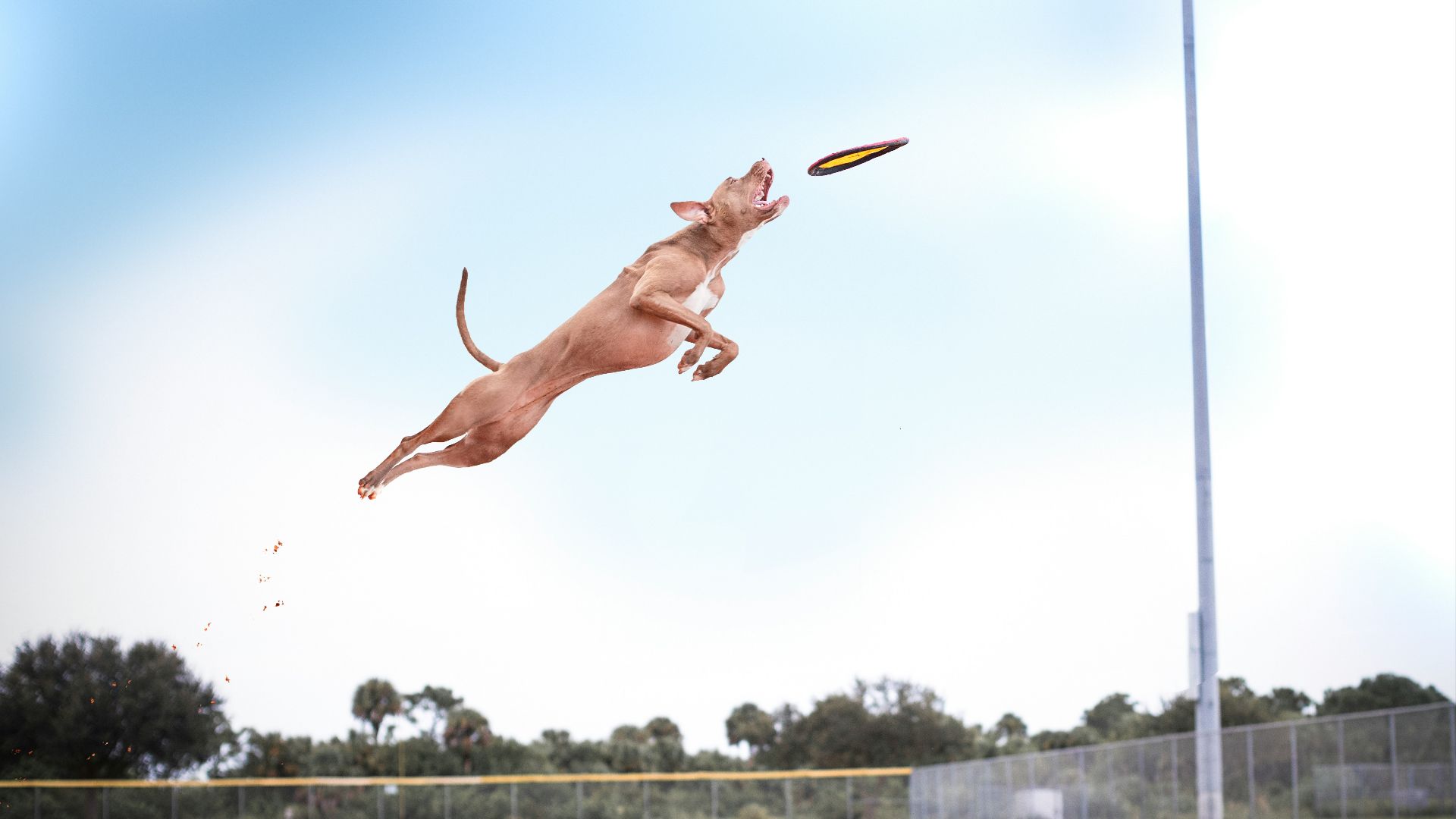 brown short coat large dog jumping on green grass field during daytime