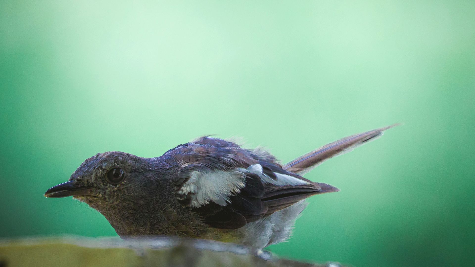 black and white bird on brown tree branch
