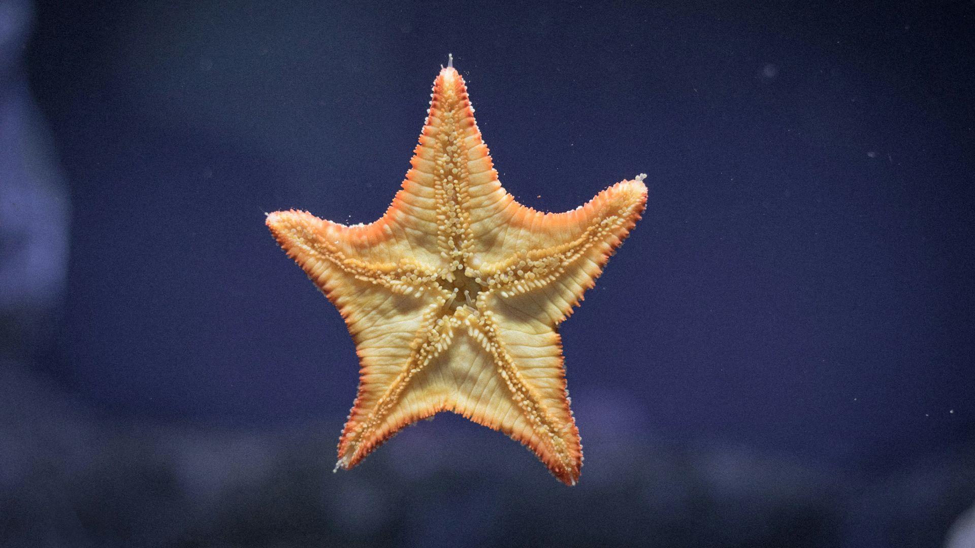 starfish on clear glass