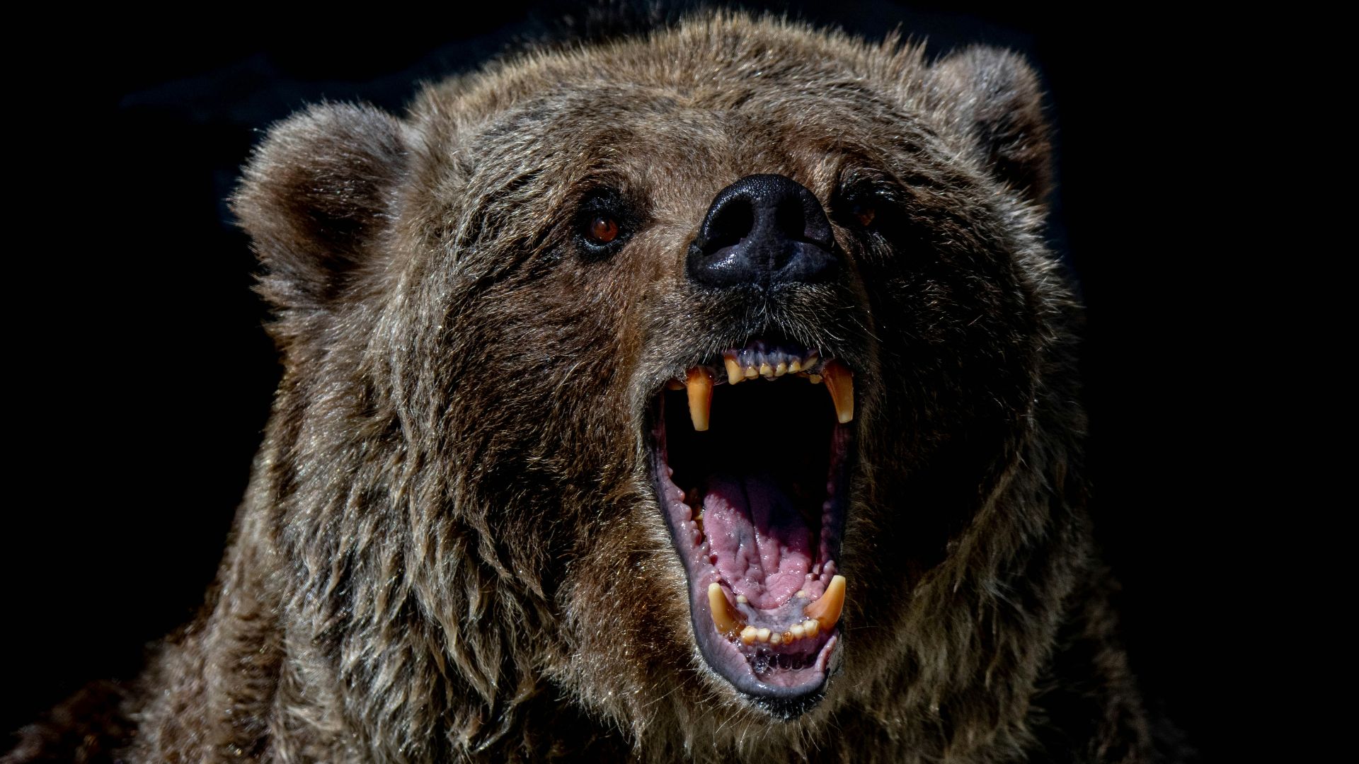 brown bear with blue eyes