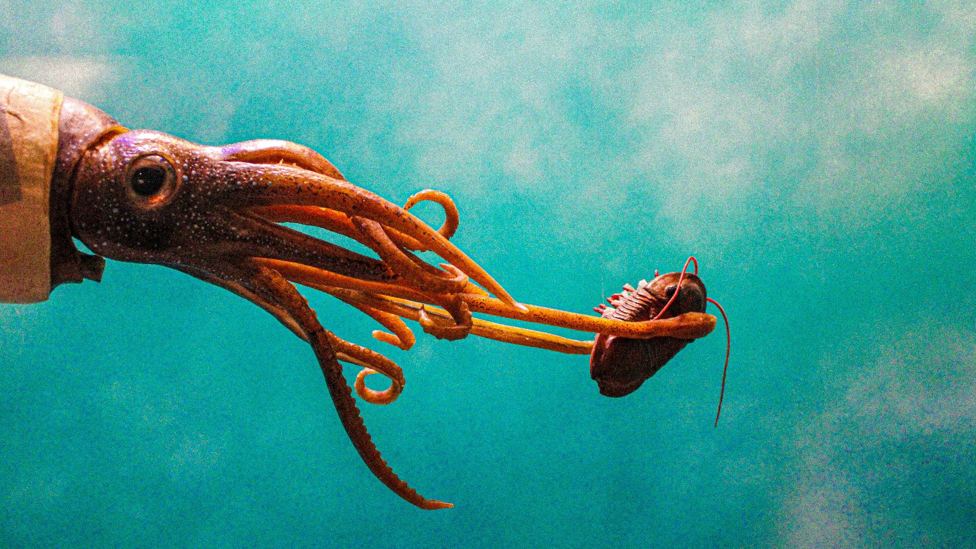 an octopus and a squid swimming in the ocean