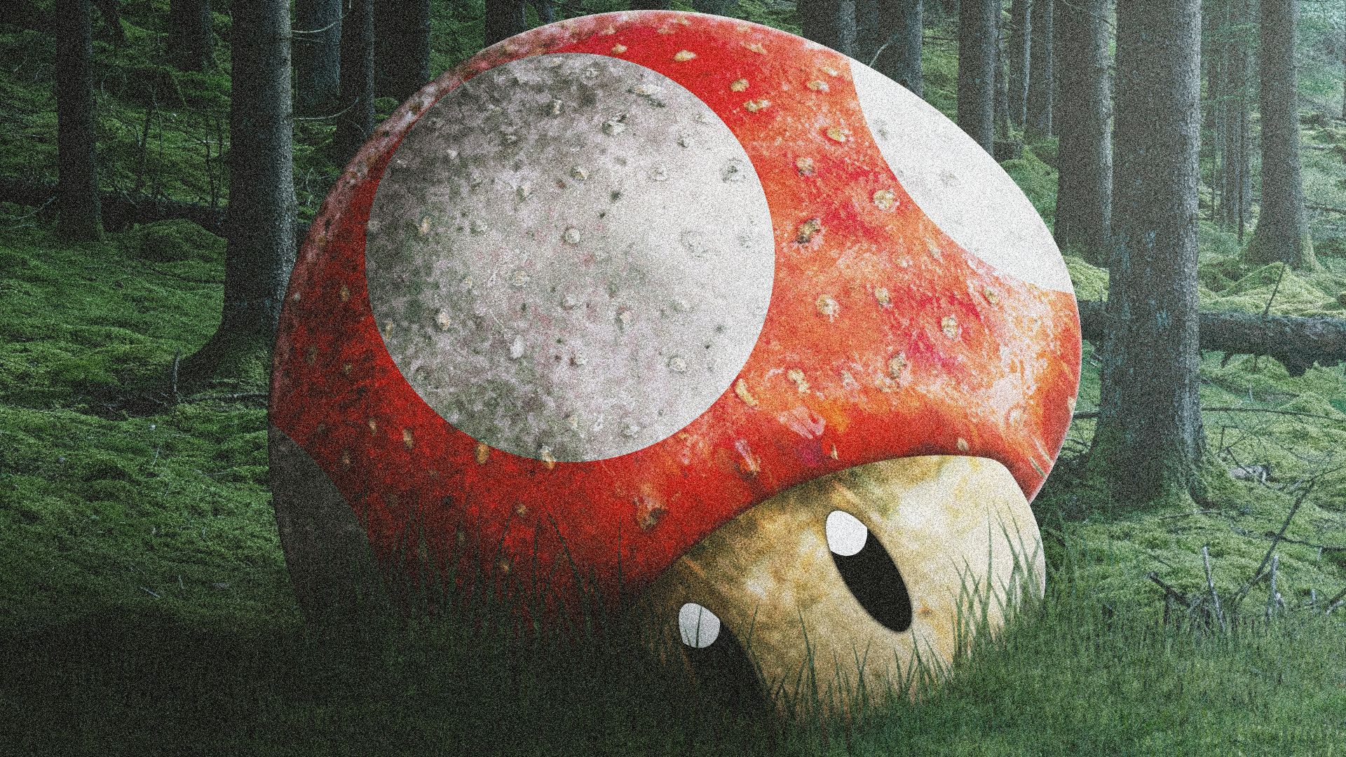 a mushroom sitting in the middle of a forest