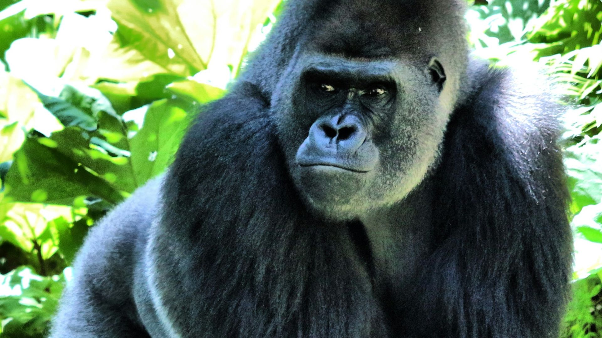 black gorilla under green leaves