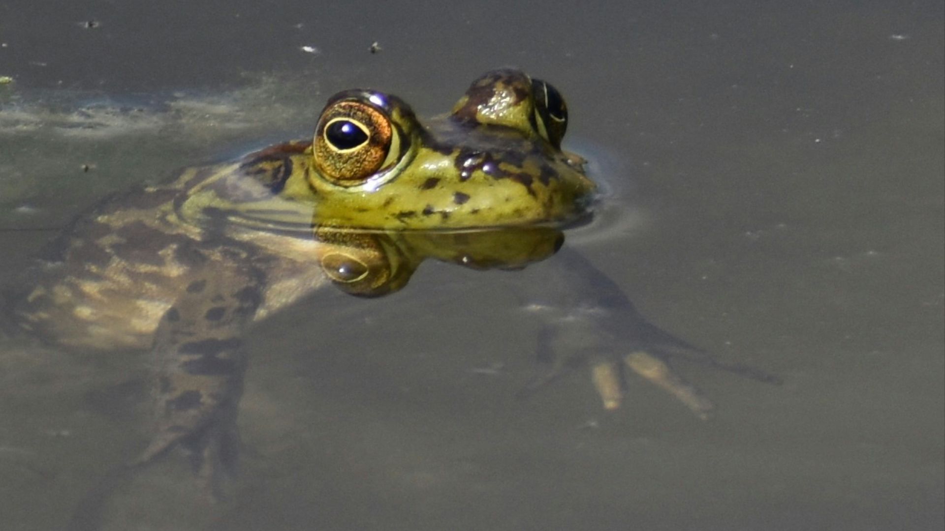 a frog that is floating in some water