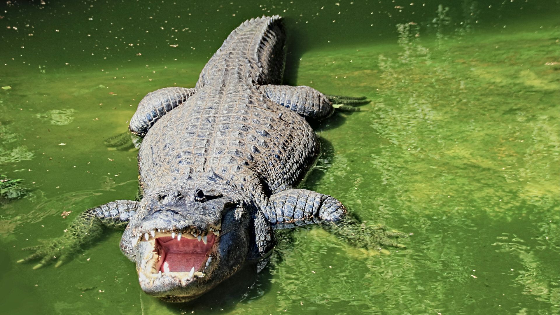 crocodile on green water during daytime