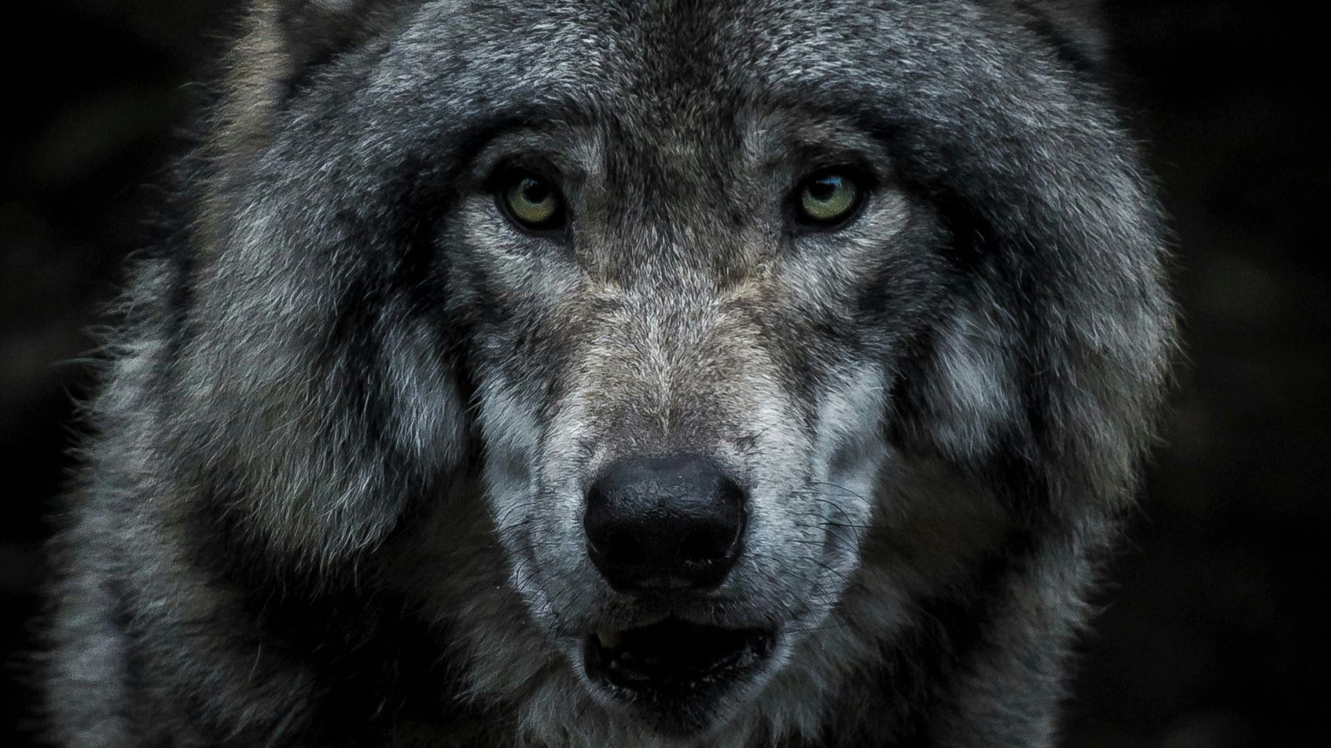 black and brown wolf painting