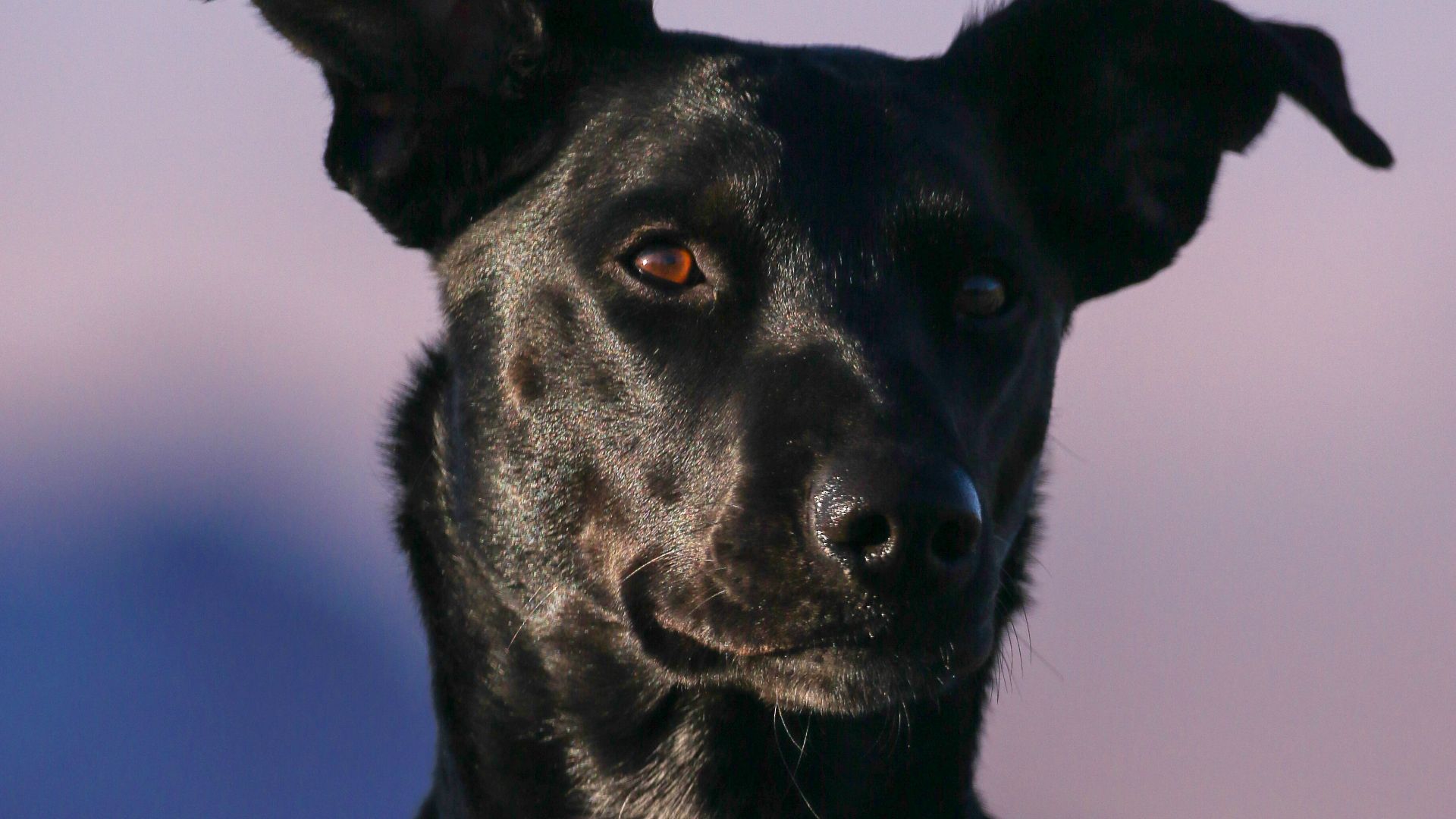 short-coated black dog