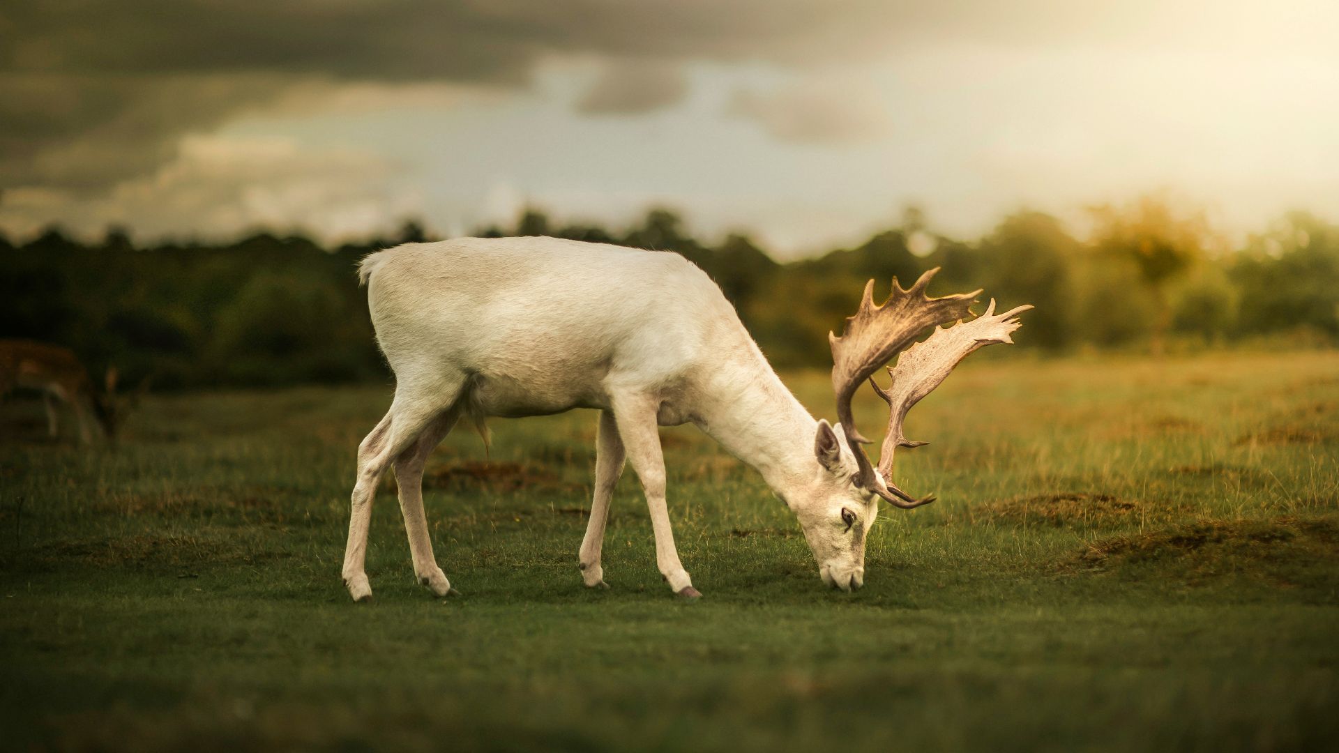 white deer on green grass field during daytime