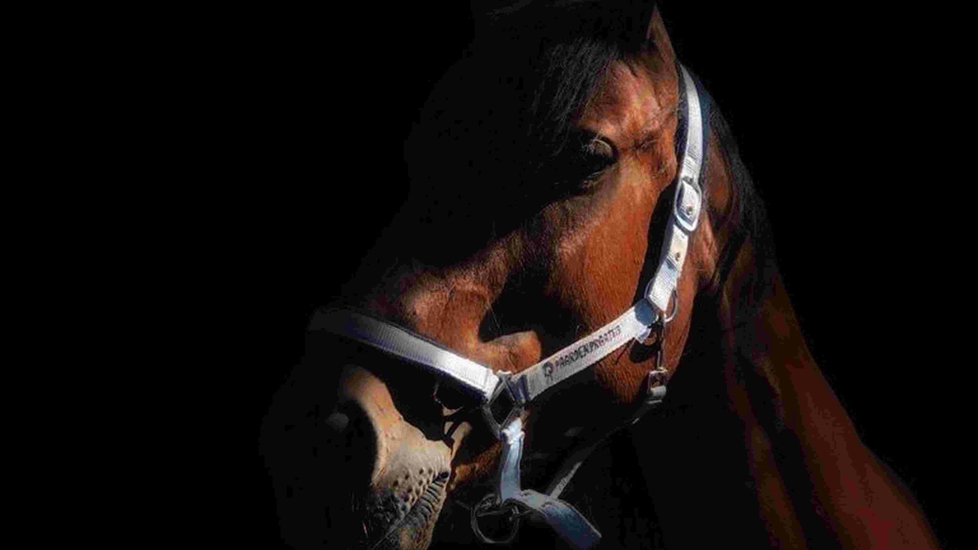 a horse wearing a harness