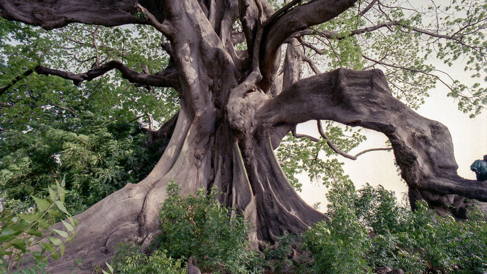 The tree of life, a massive and iconic tree.