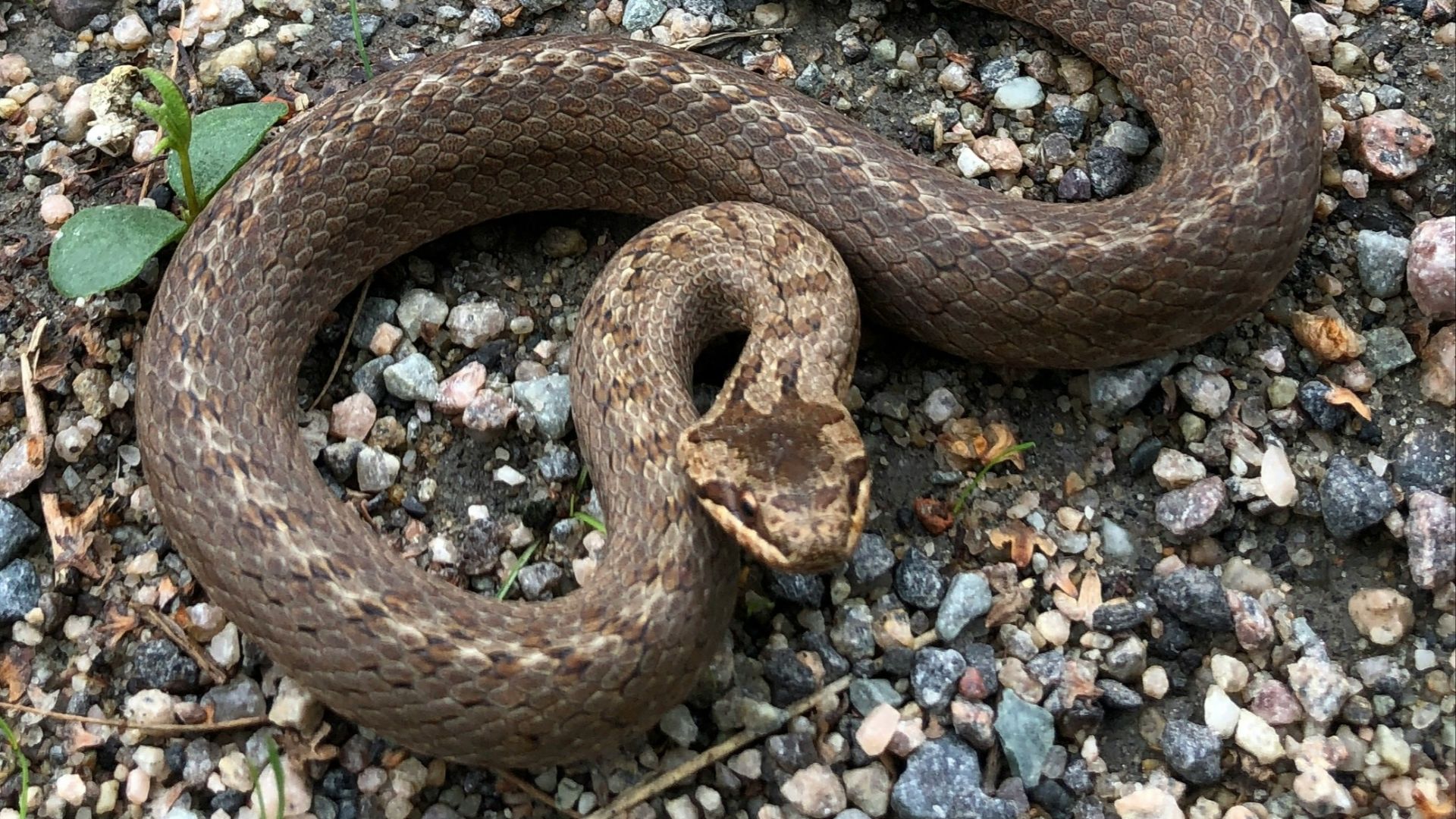 gray snake n gravel