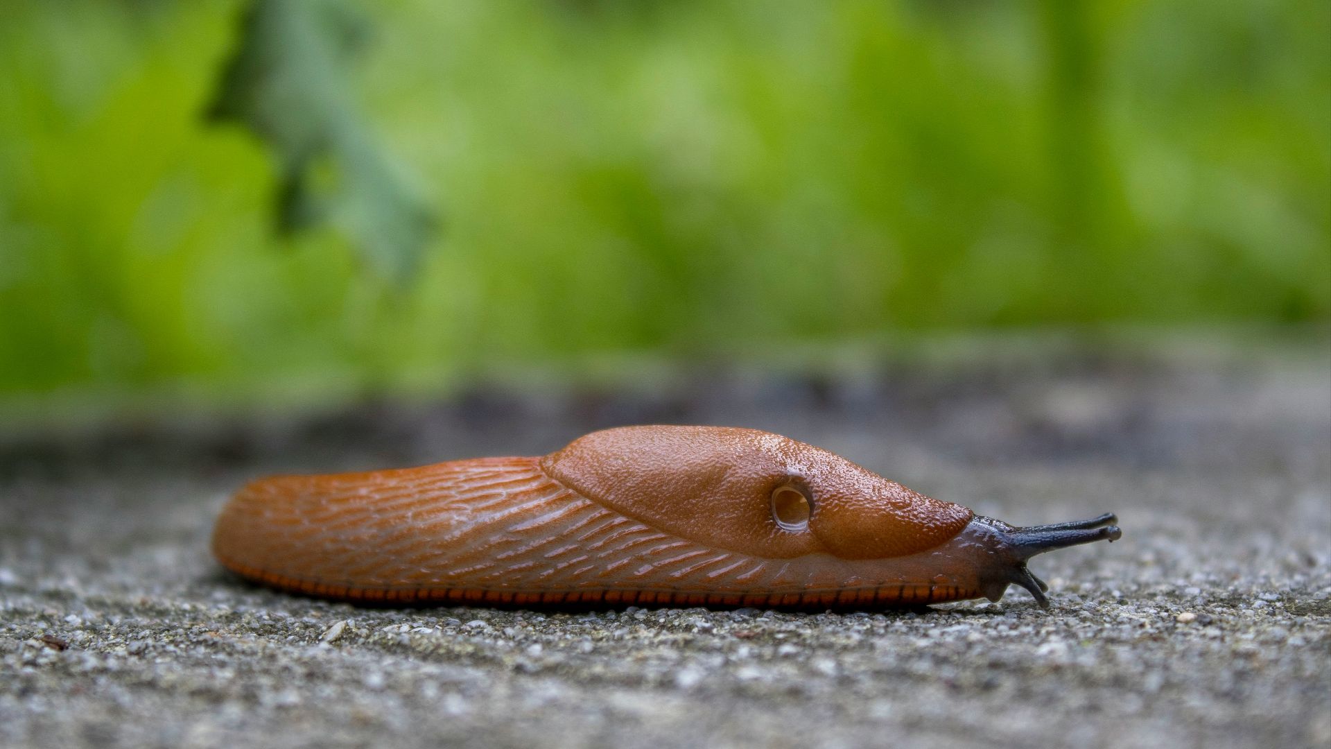brown snail on gray concrete surface