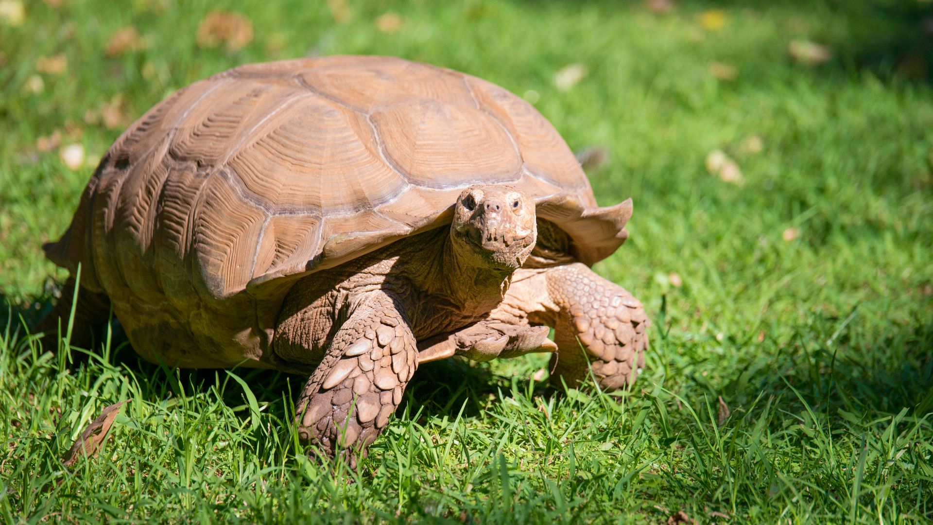 brown tortoise on lawn under sunny sky