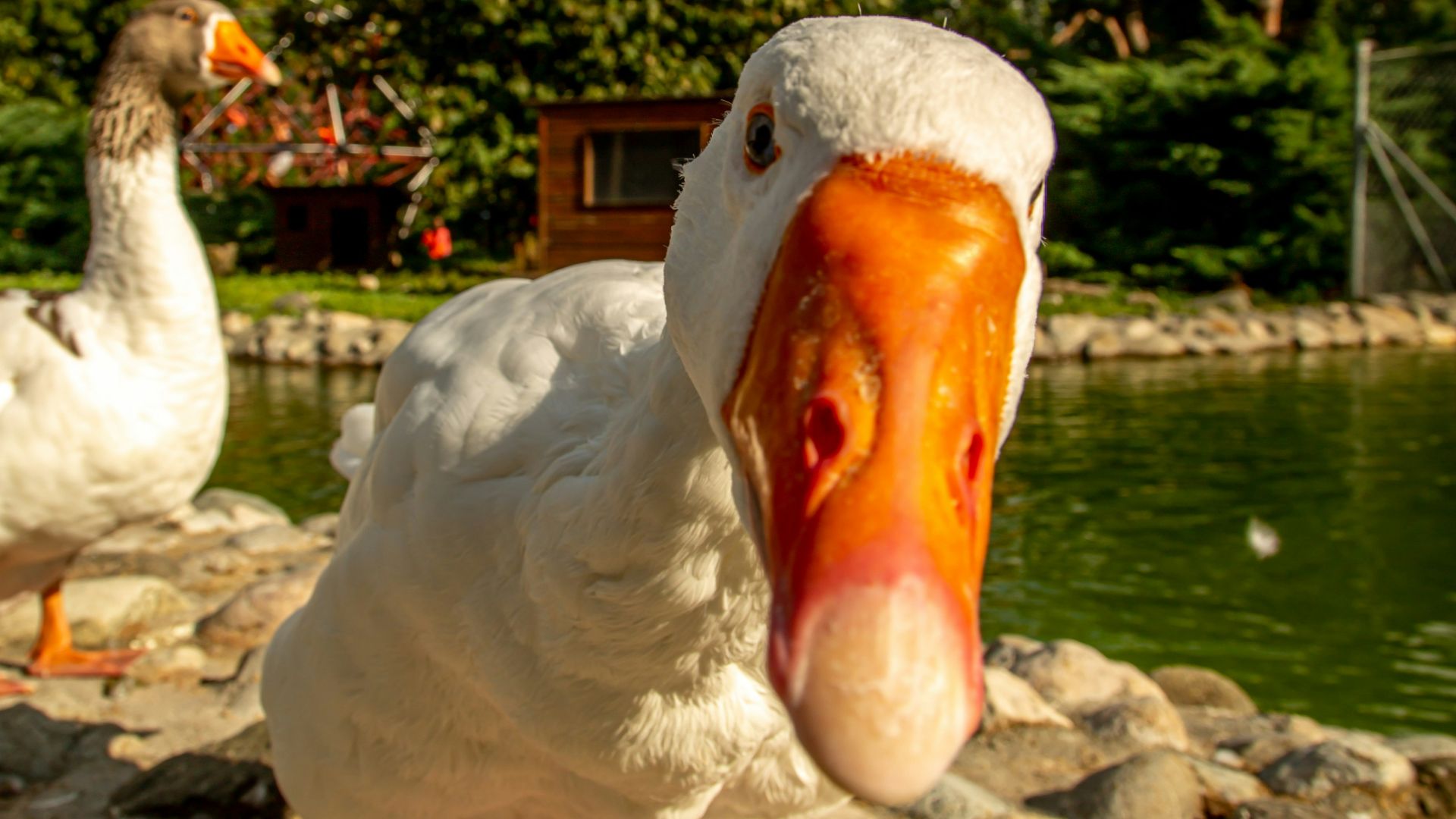 two white-and-orange ducks beside body of water