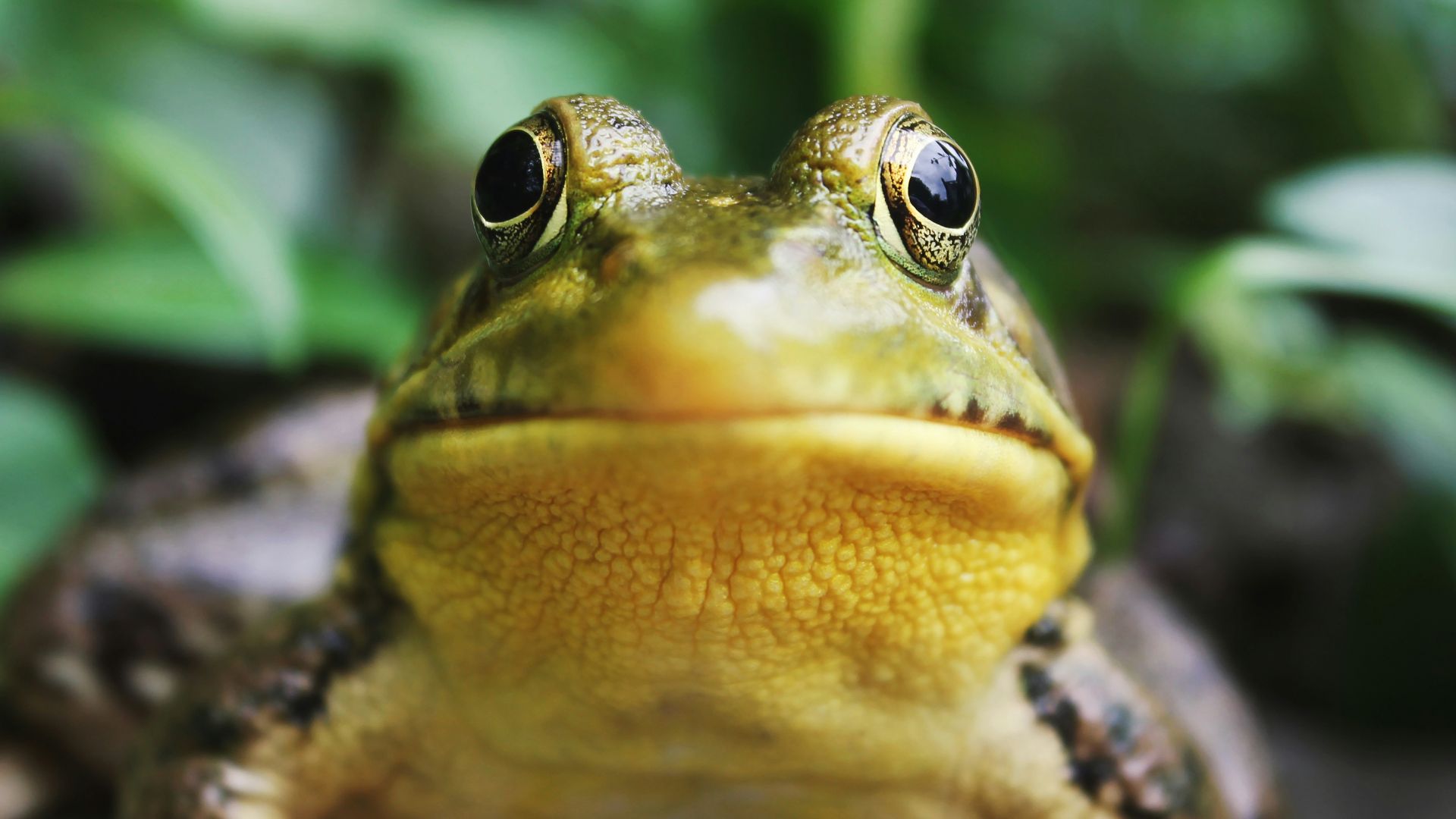 closeup photography of a frog
