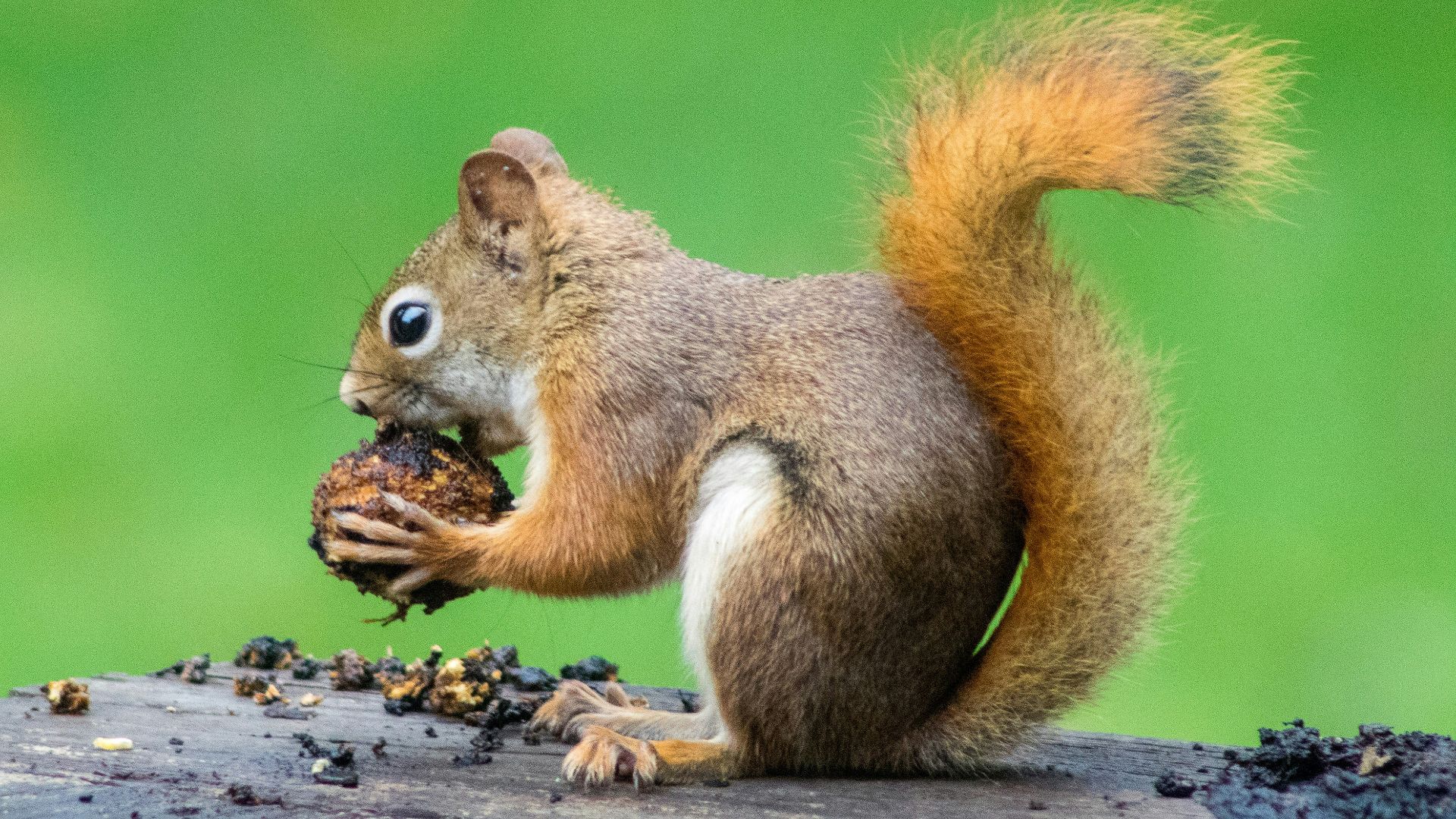 brown squirrel eating nuts