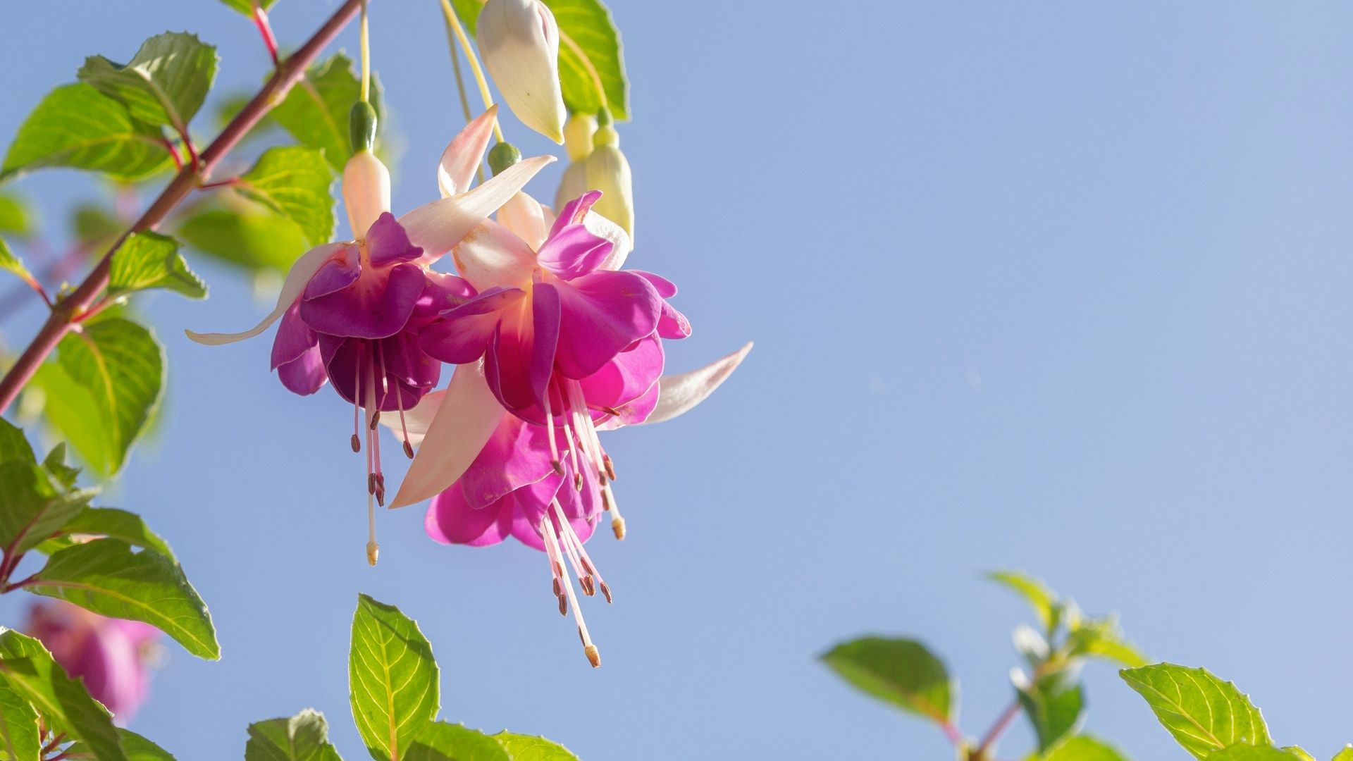 a pink and white flower hanging from a tree