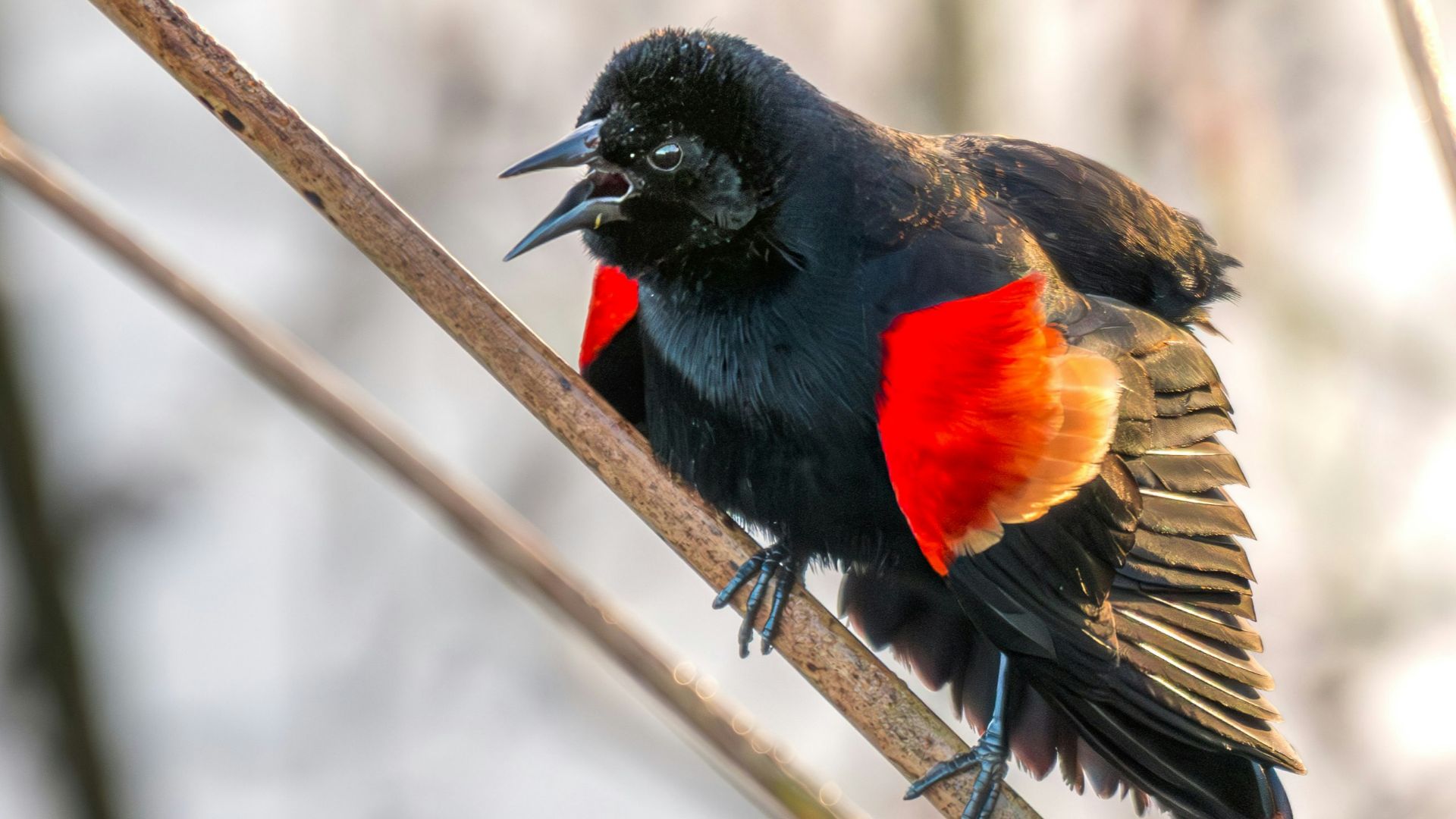 A red and black bird sitting on top of a tree branch