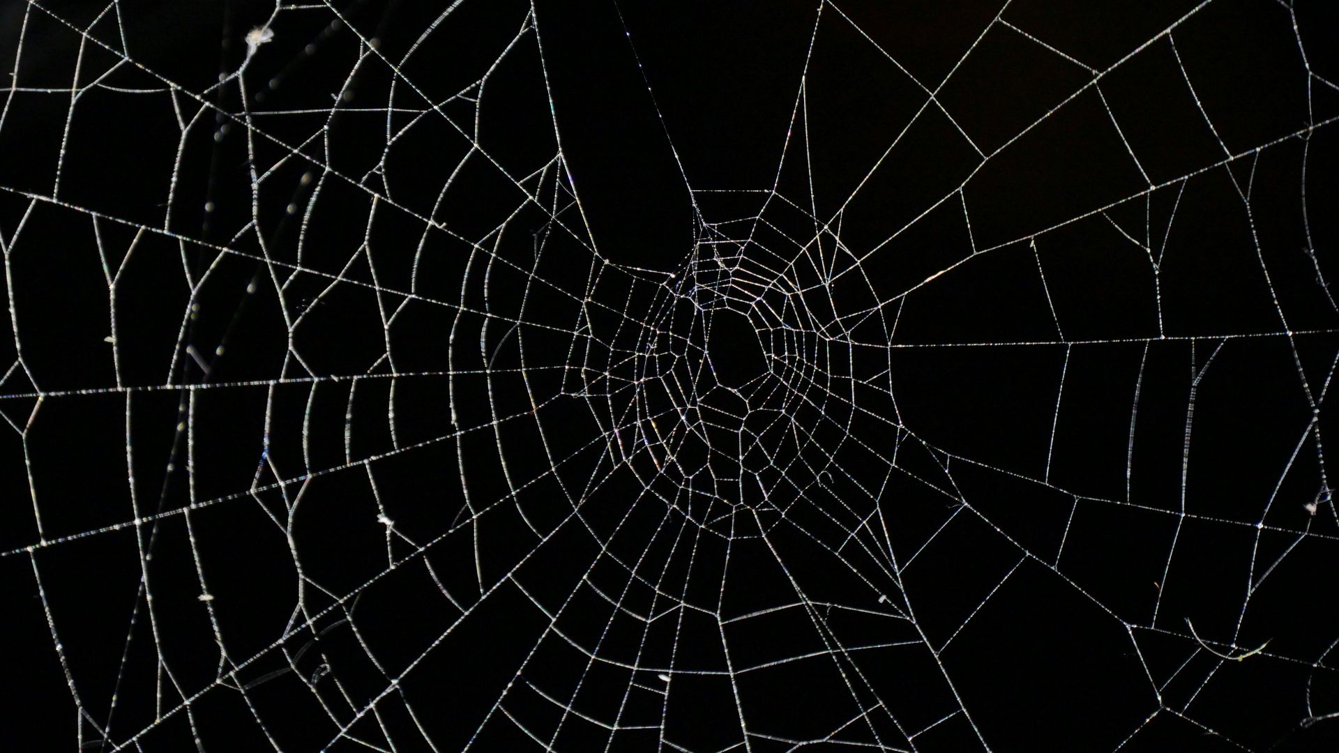 spider web in close up photography