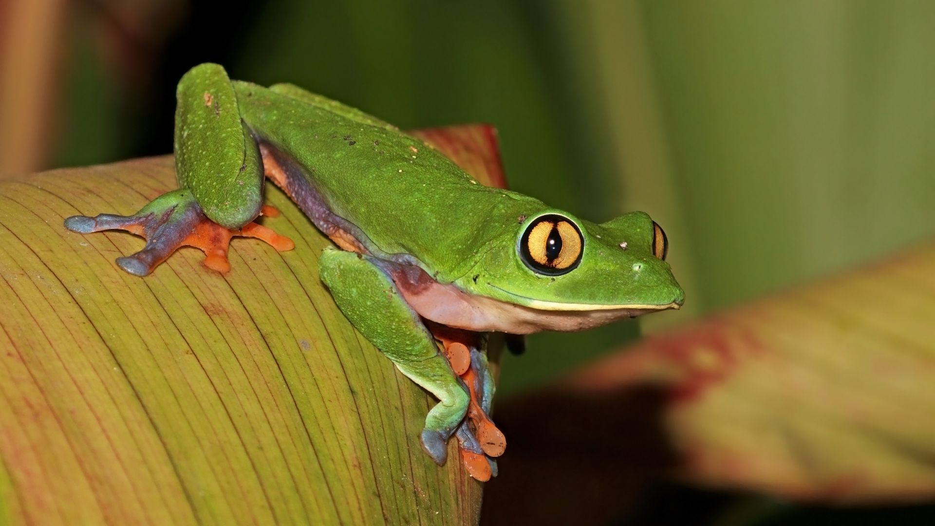 File:Golden-eyed tree frog (Agalychnis annae).jpg
