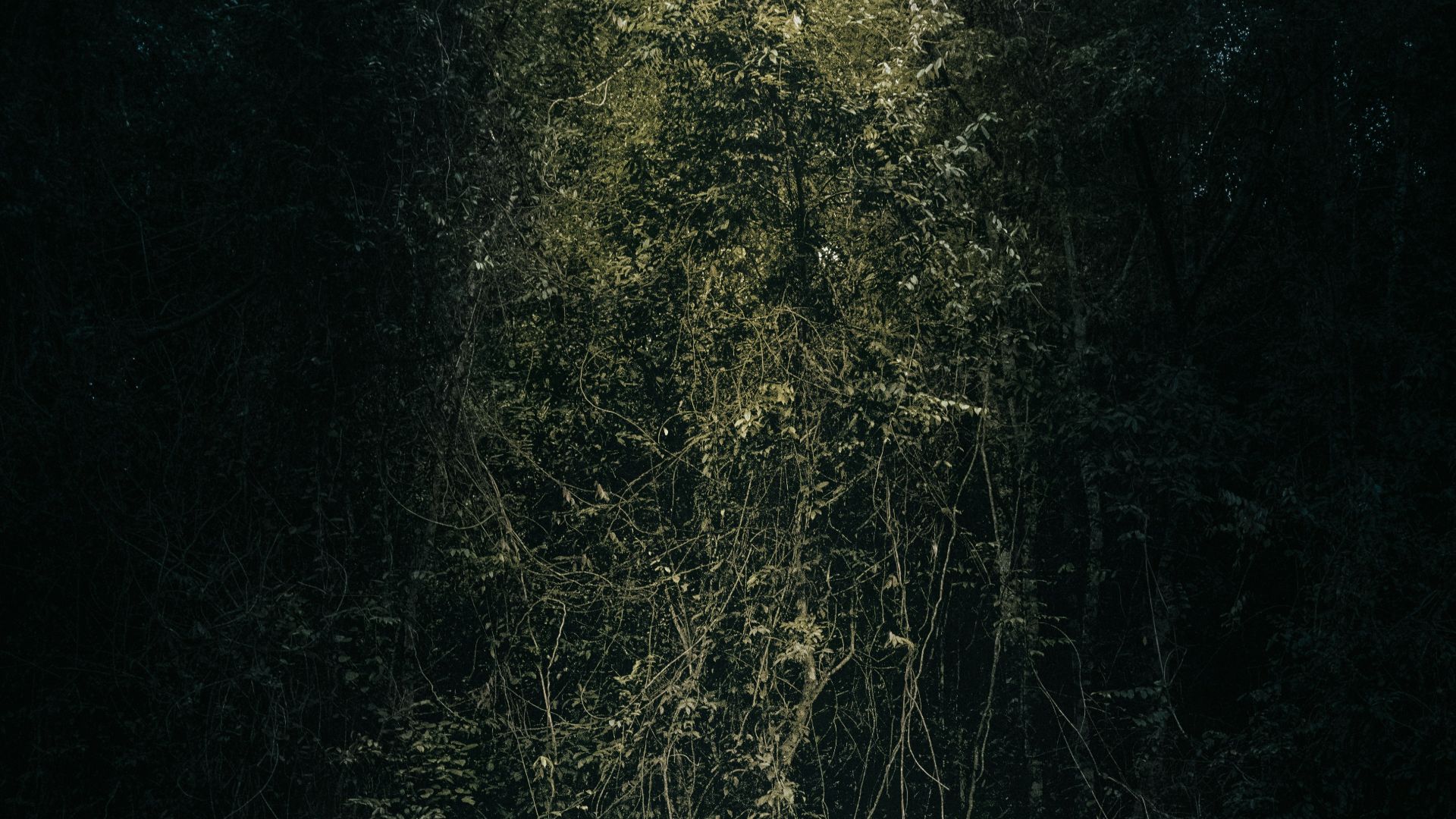 a dark forest filled with lots of trees