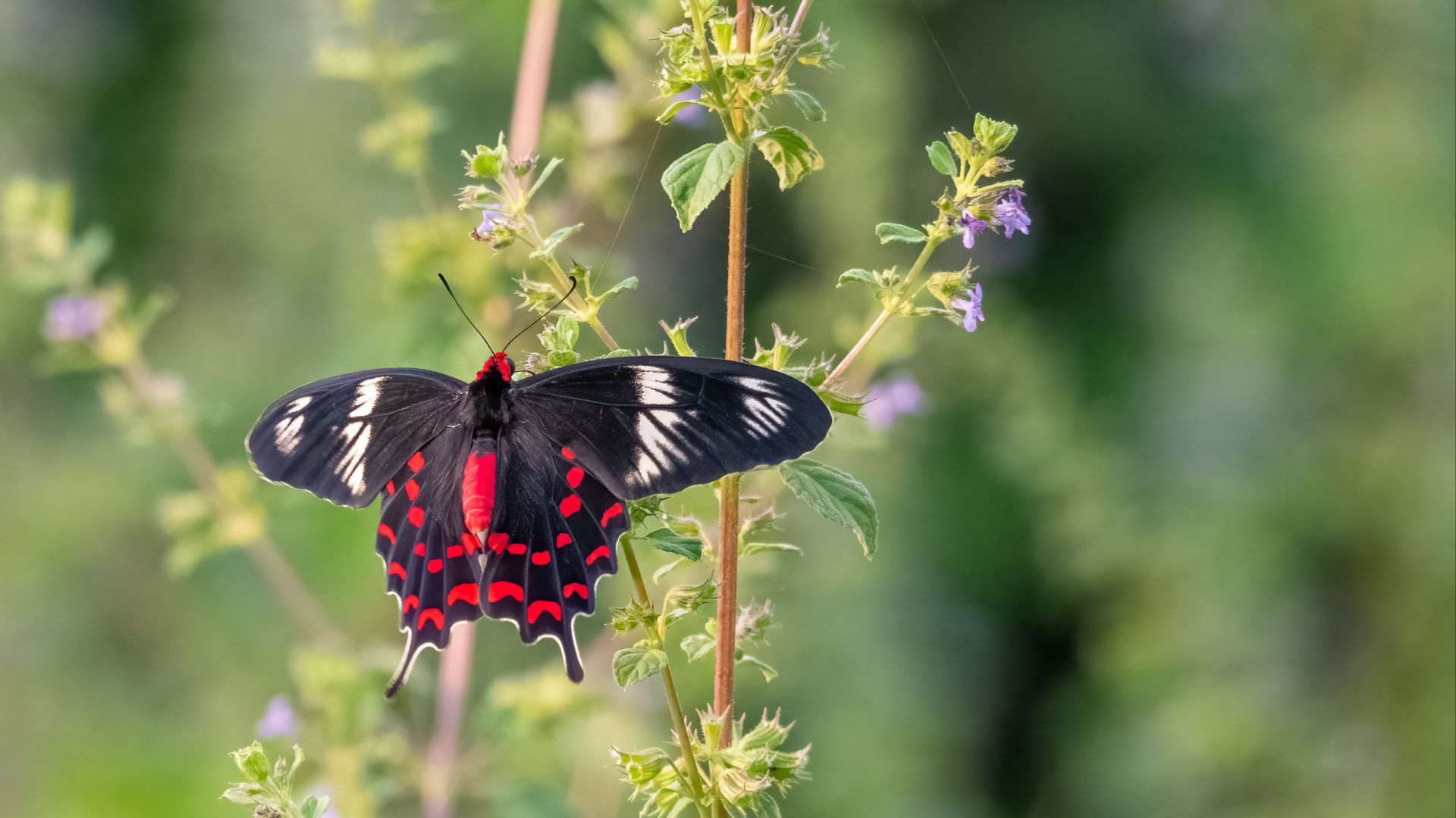 A black and red butterfly sitting on top of a plant