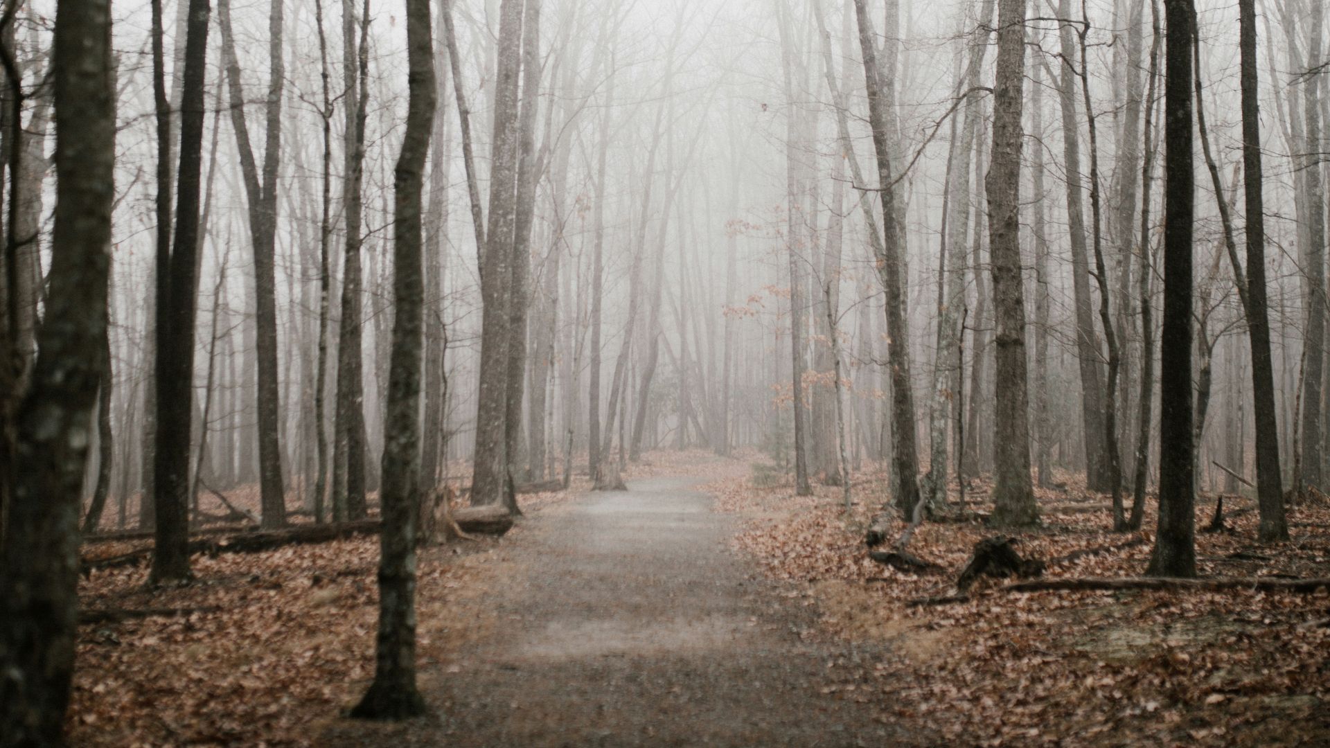 a path with trees on either side