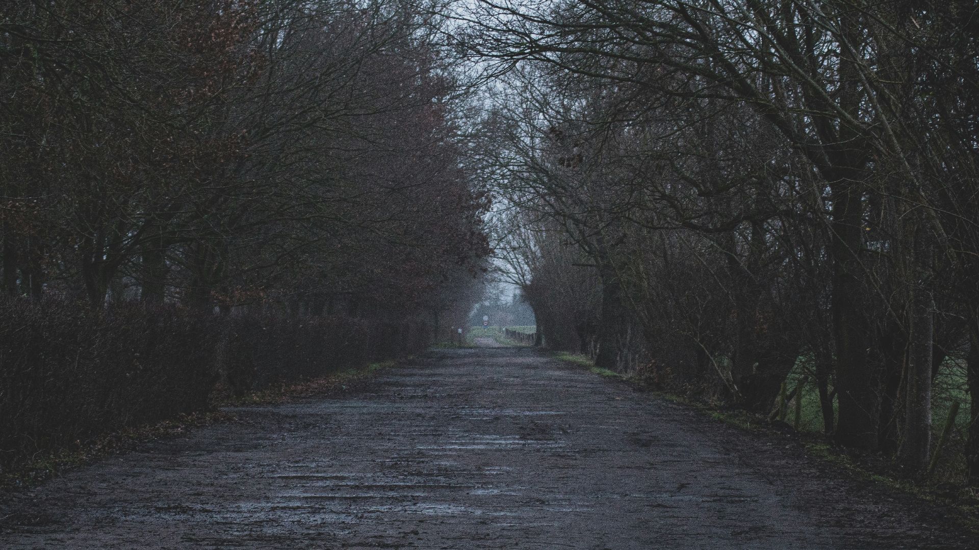 gray road between bare trees