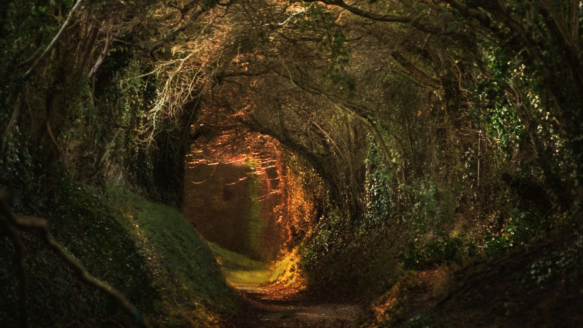 a tunnel of trees in the middle of a forest