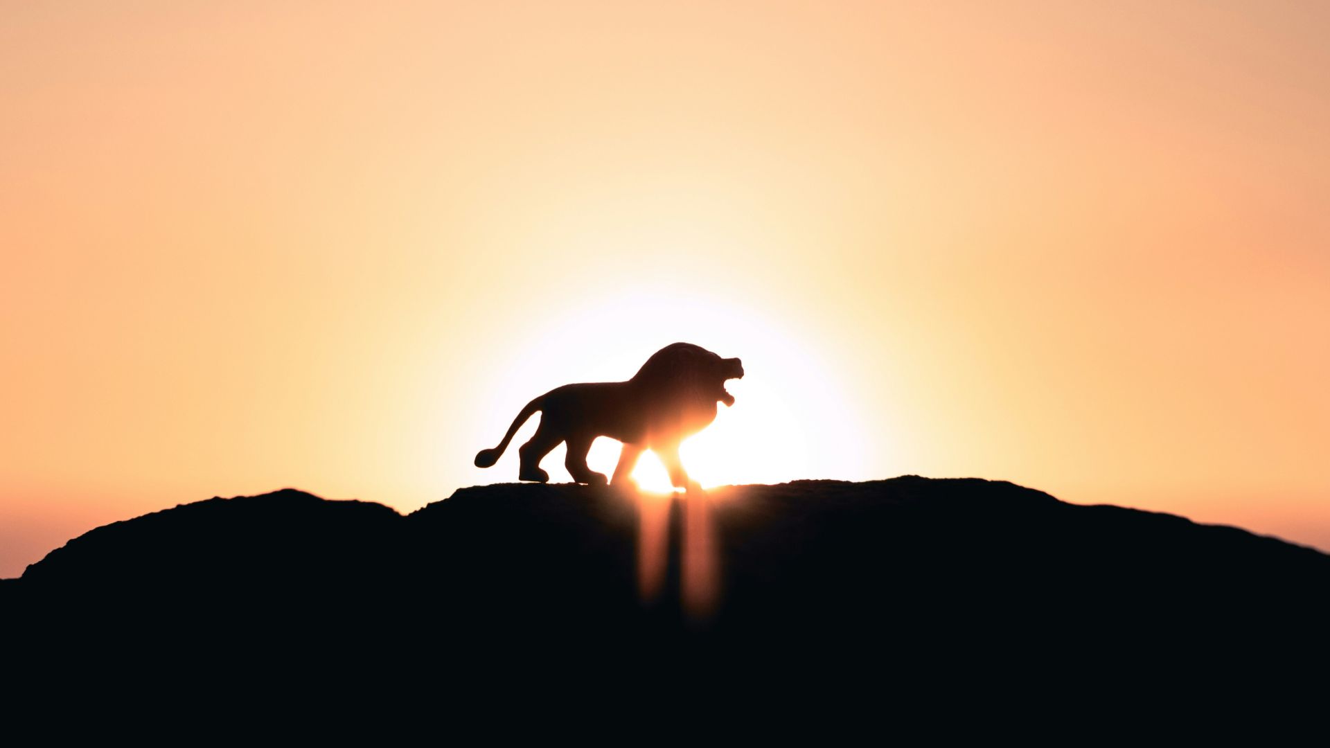 lion roaring on top of mountain during golden hour