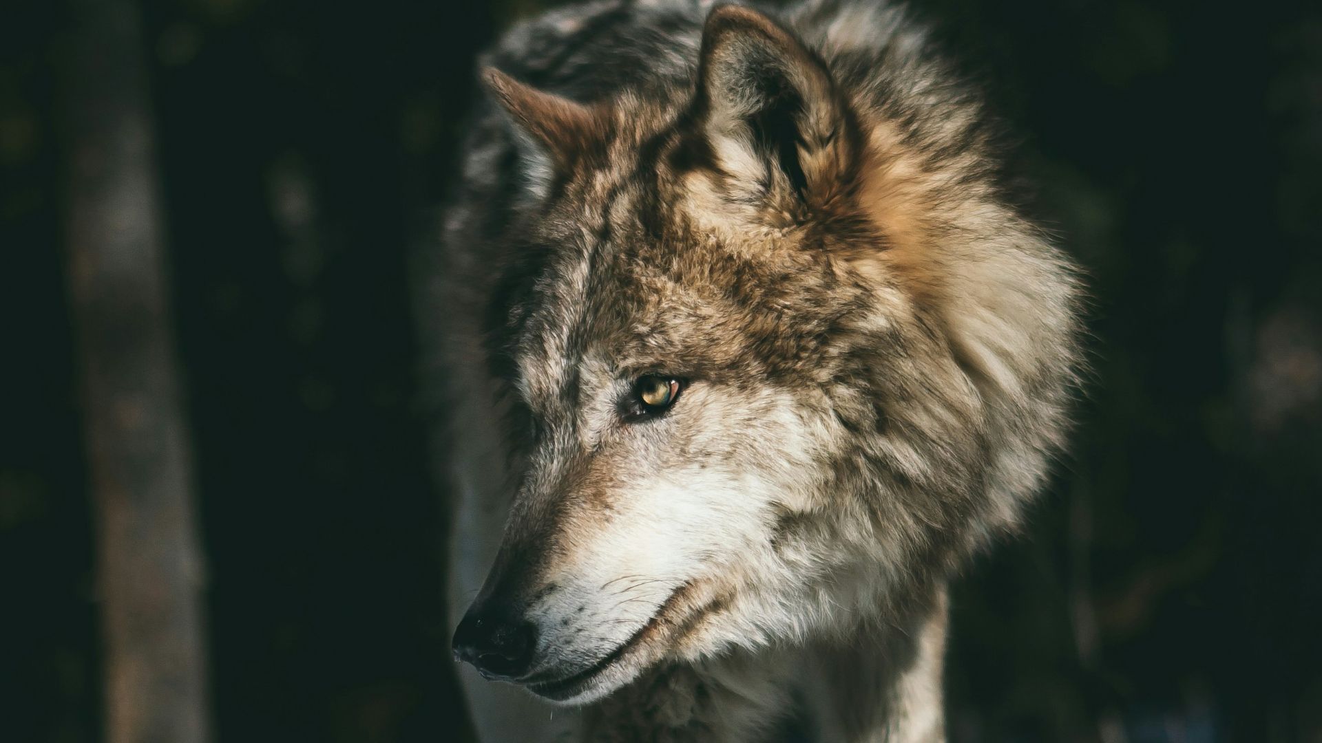 brown and white wolf