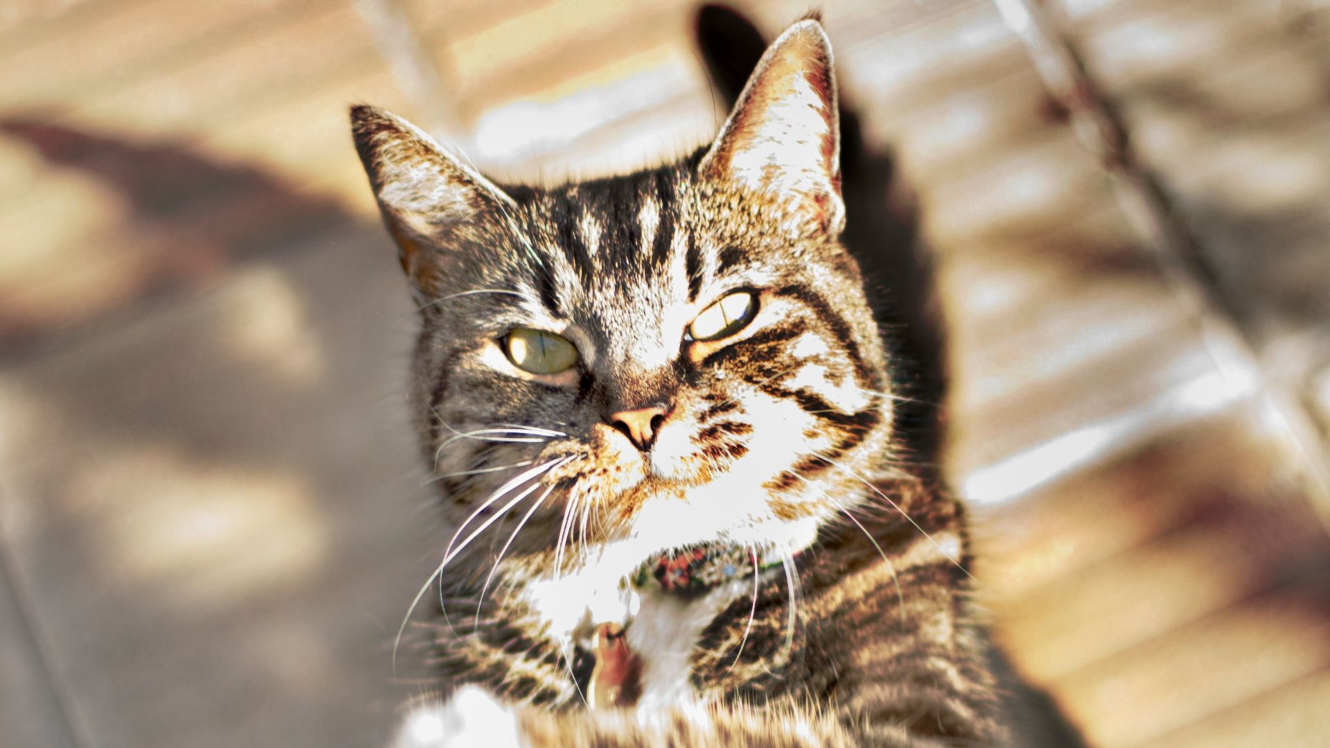 File:IcanhazPDF lolcat.jpg