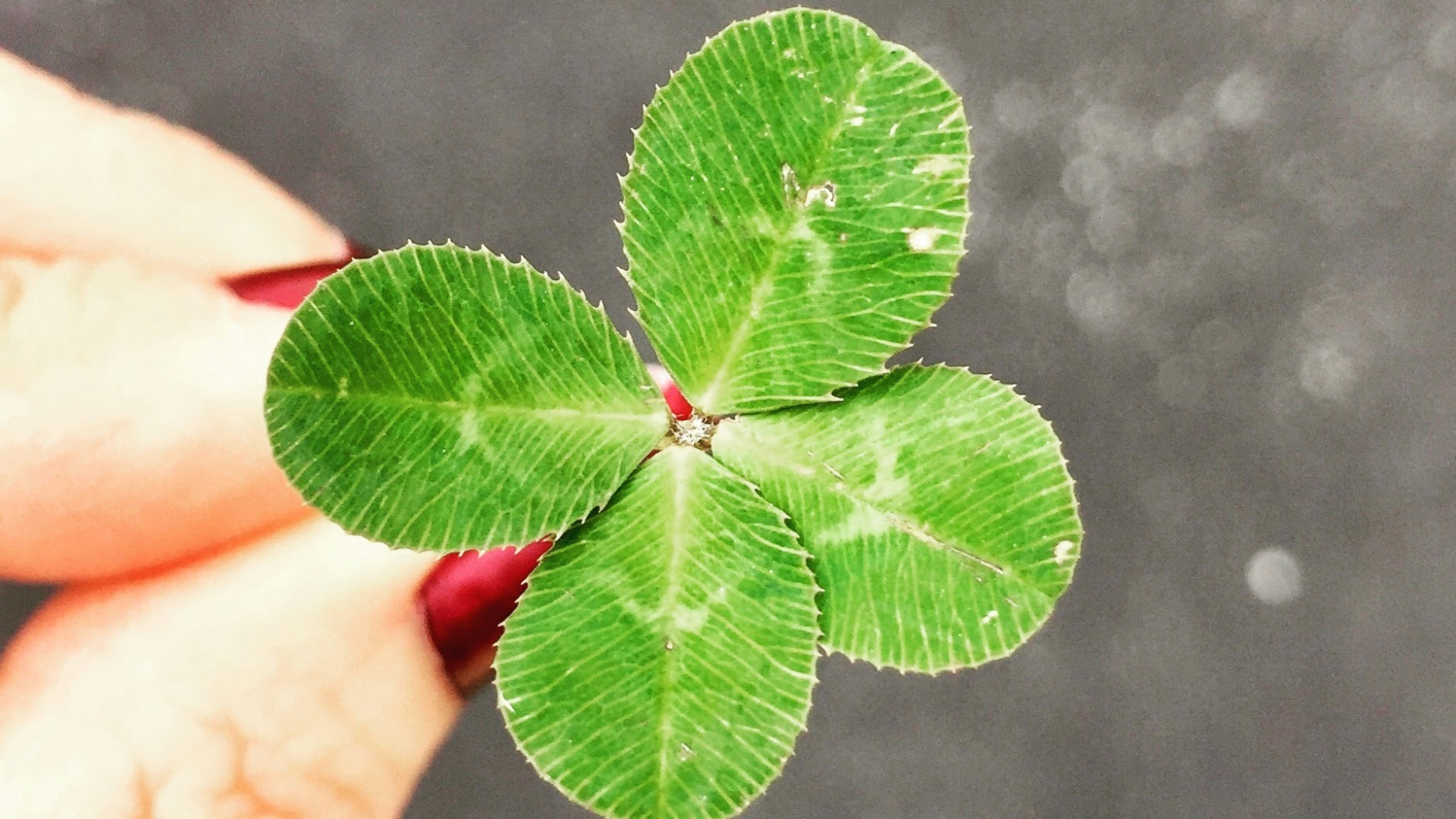 close-up photography of person holding green leaf plant