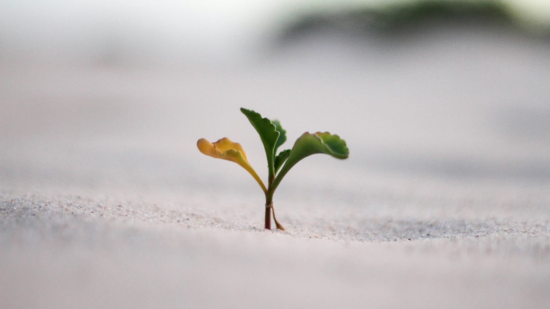 closeup photography of plant on ground