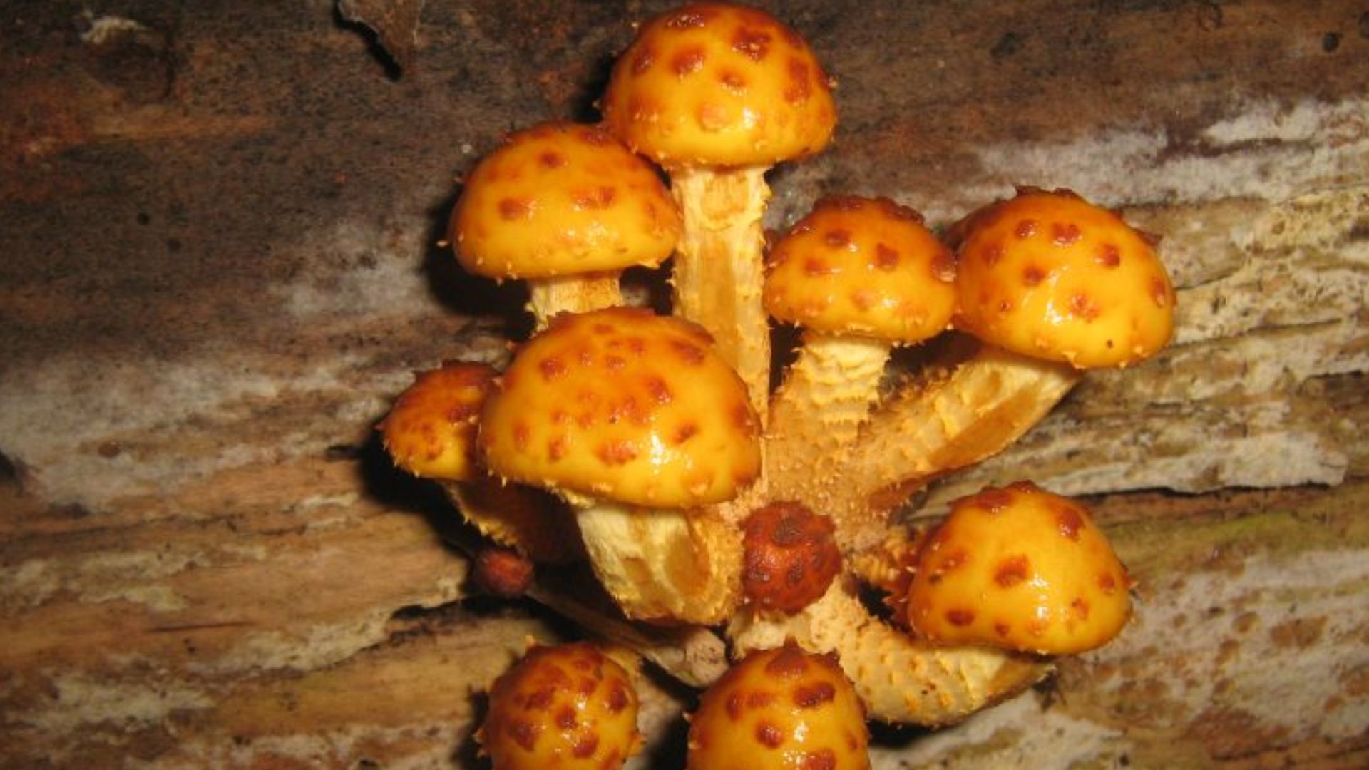 File:Super Mario Brothers mushrooms ( 10 UP - extra lives) (1482485943).jpg