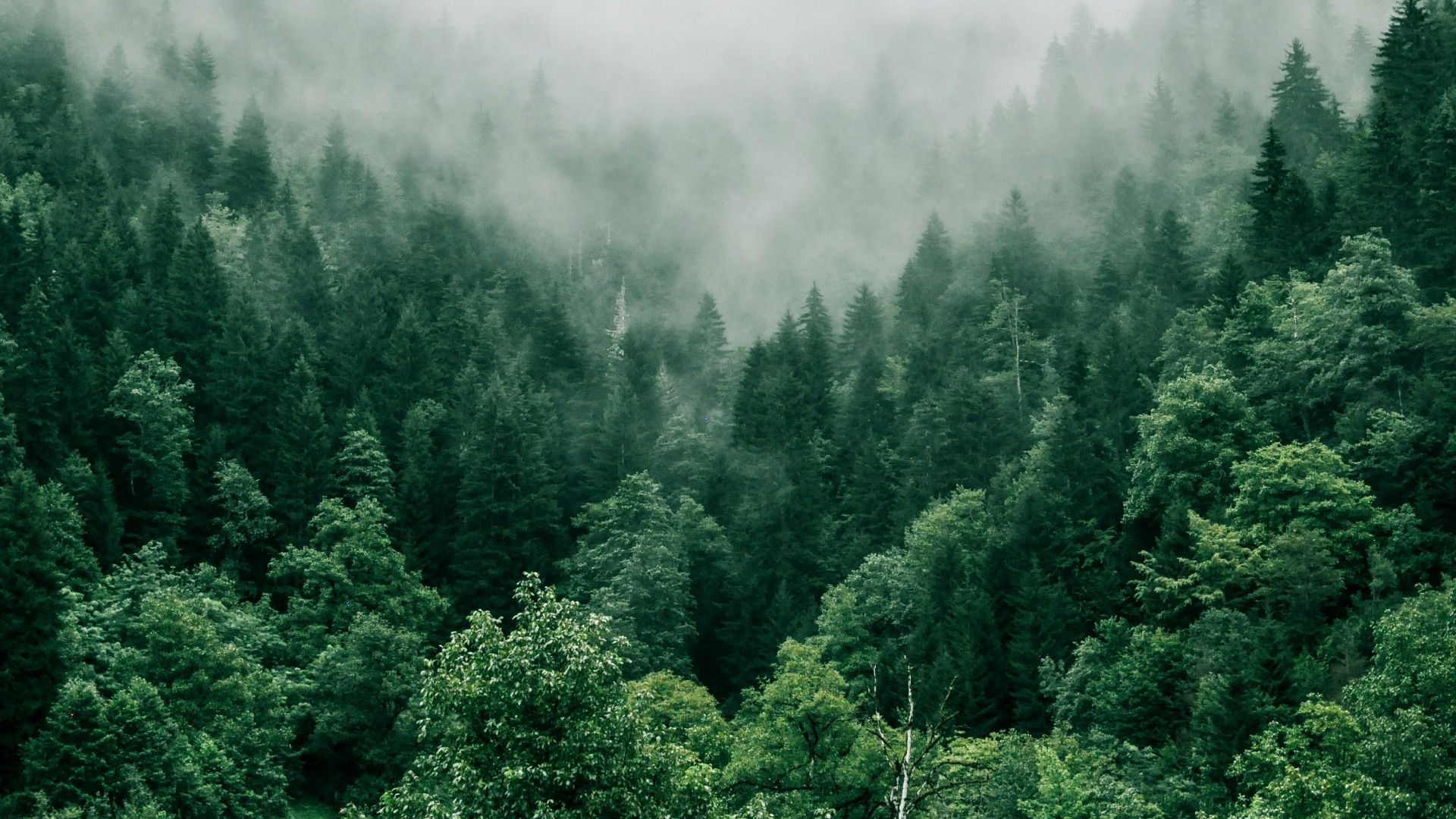 aerial photo of green trees