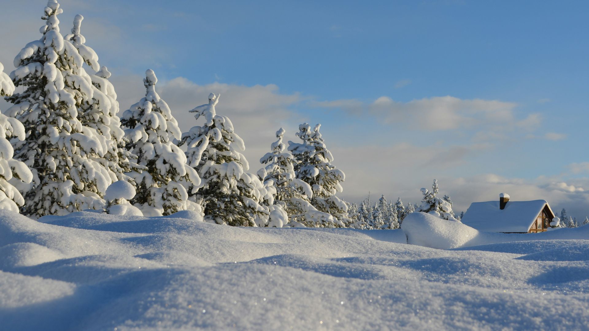 snow-covered trees under blue cloudy sky