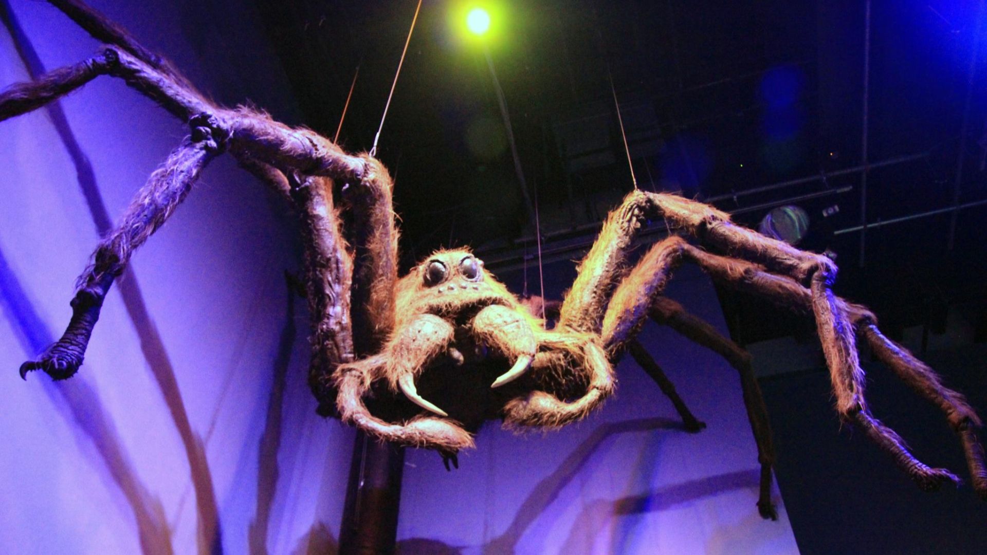 File:The Making of Harry Potter 29-05-2012 (Aragog).jpg