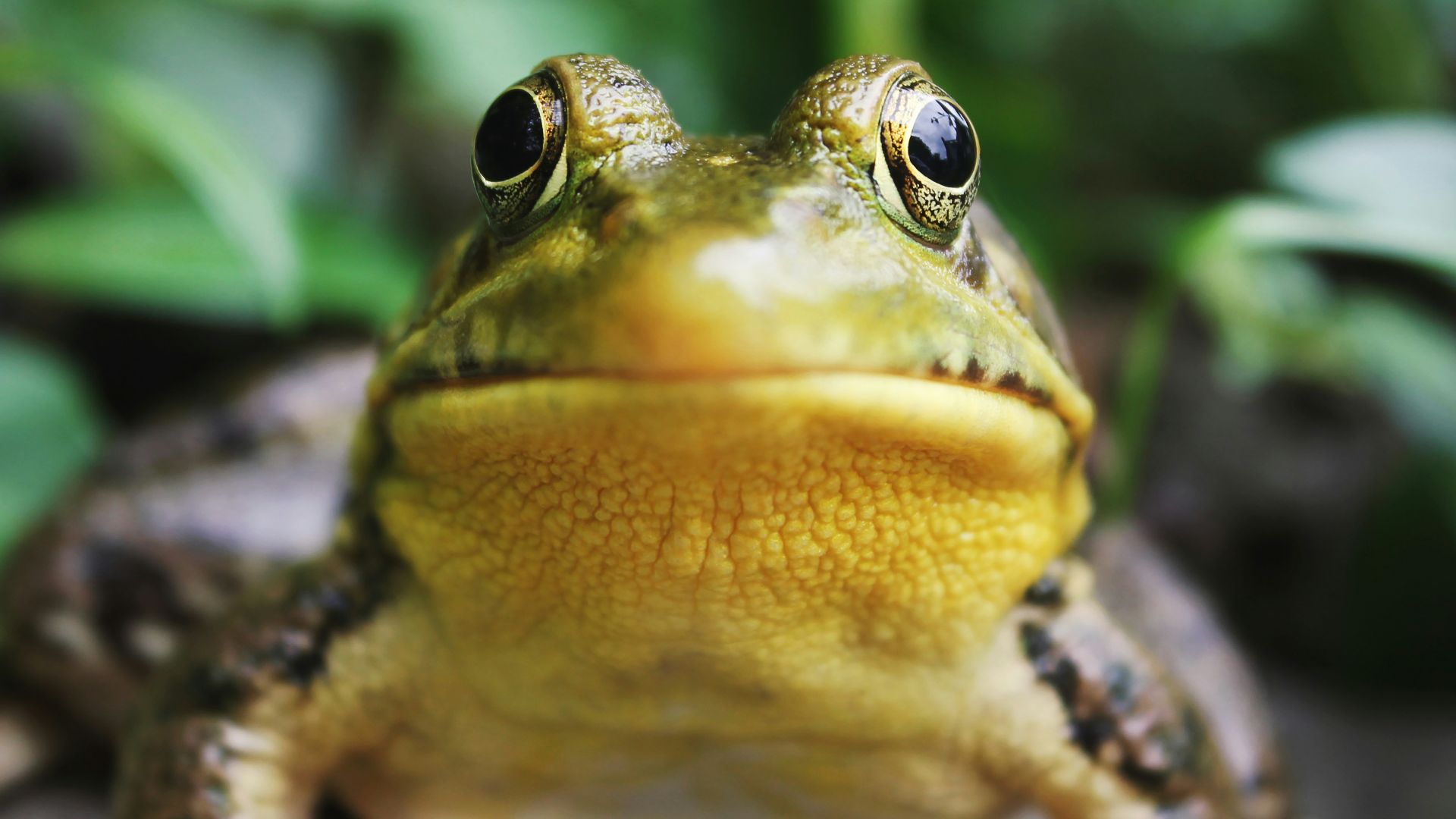 closeup photography of a frog