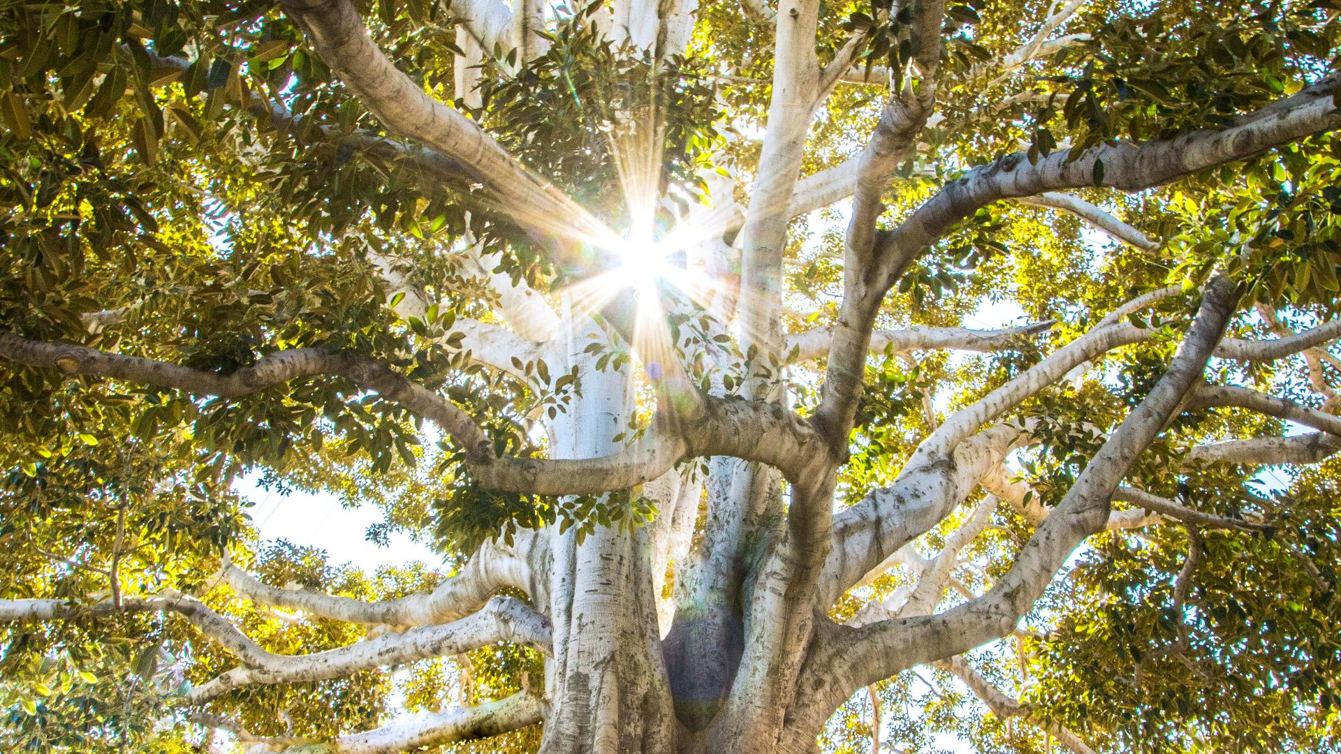 sun light passing through green leafed tree