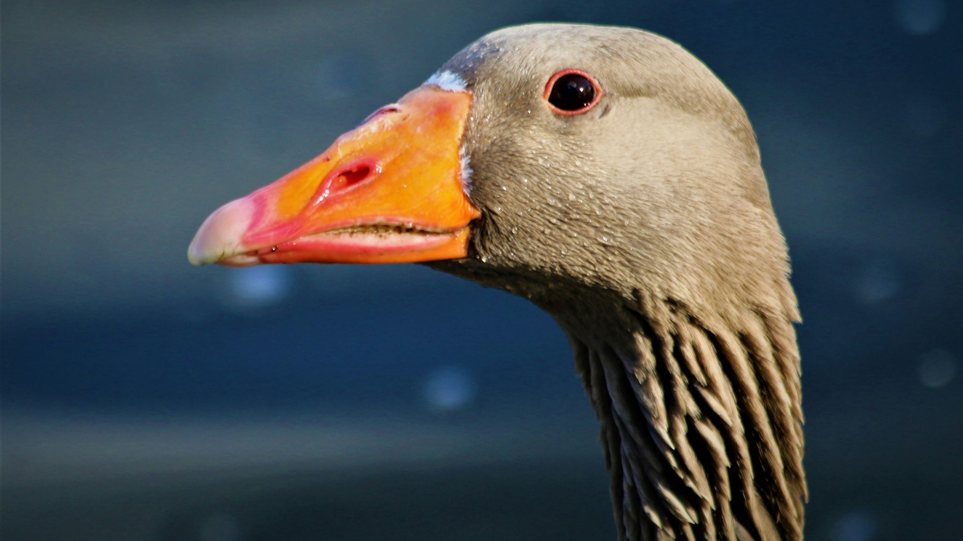 a close up of a duck with a sky background