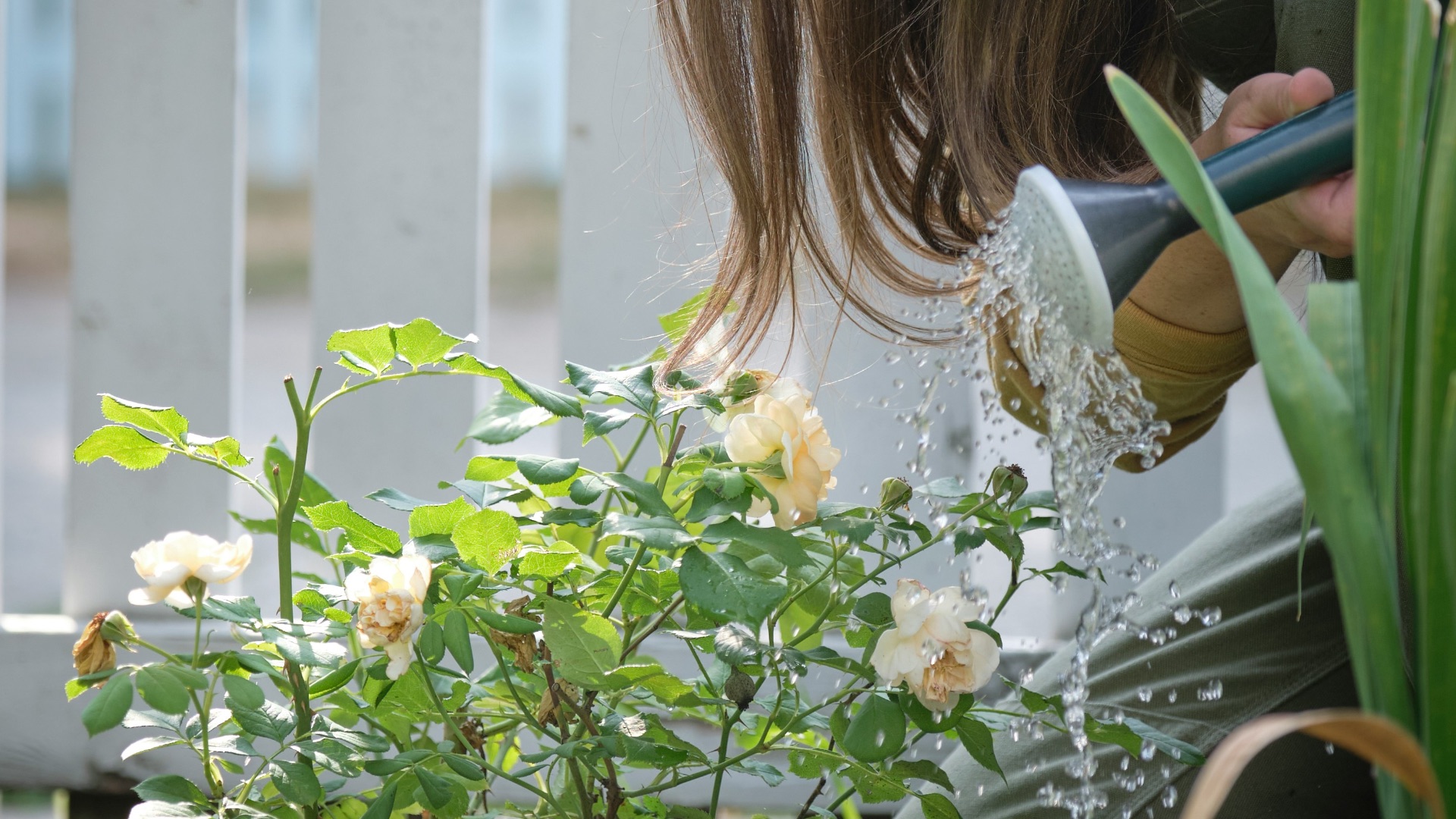 A woman in a hat watering flowers in a garden
