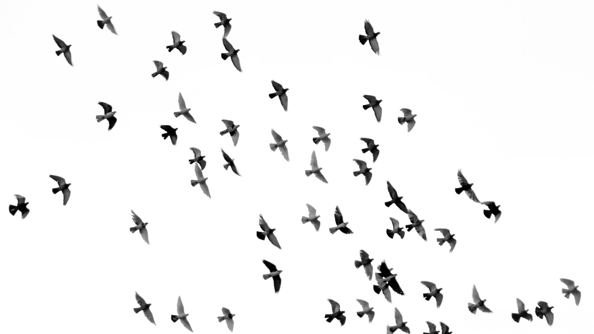 low angle photography of flock of silhouette of bird illustration
