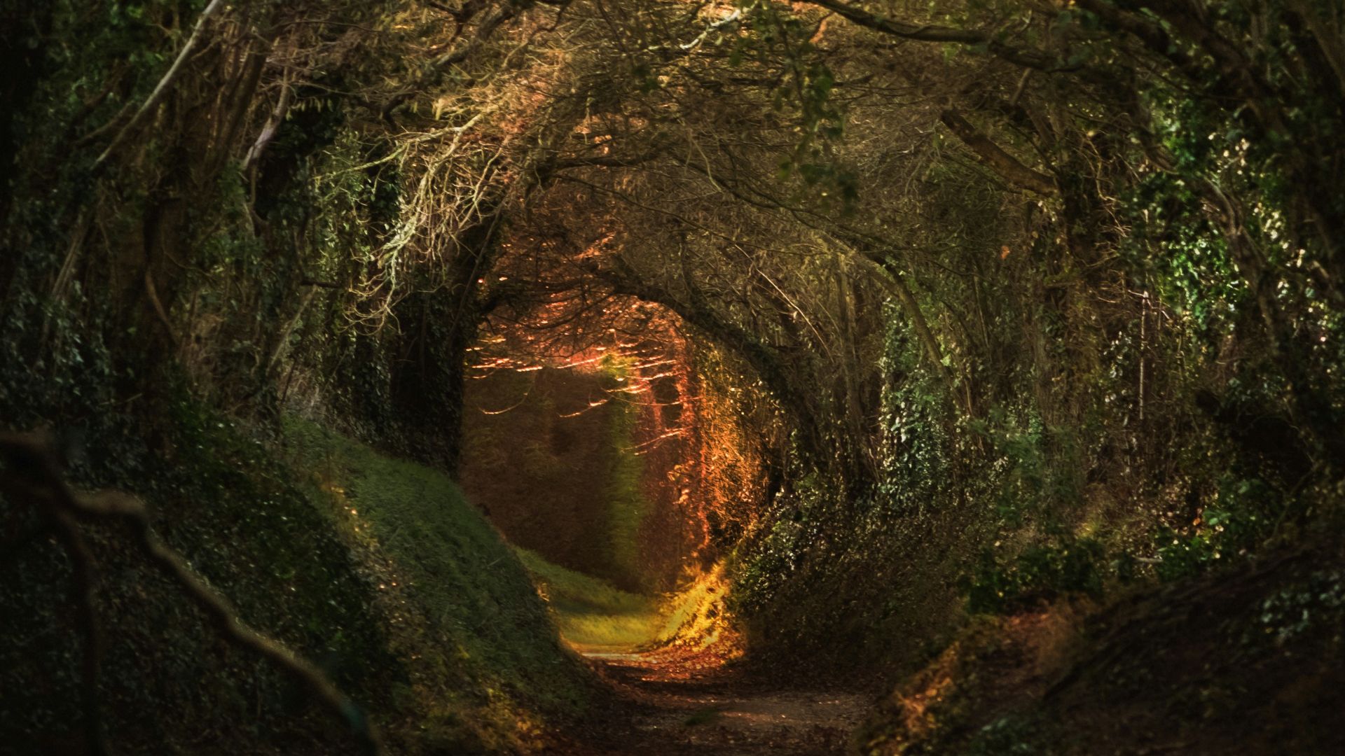 a tunnel of trees in the middle of a forest