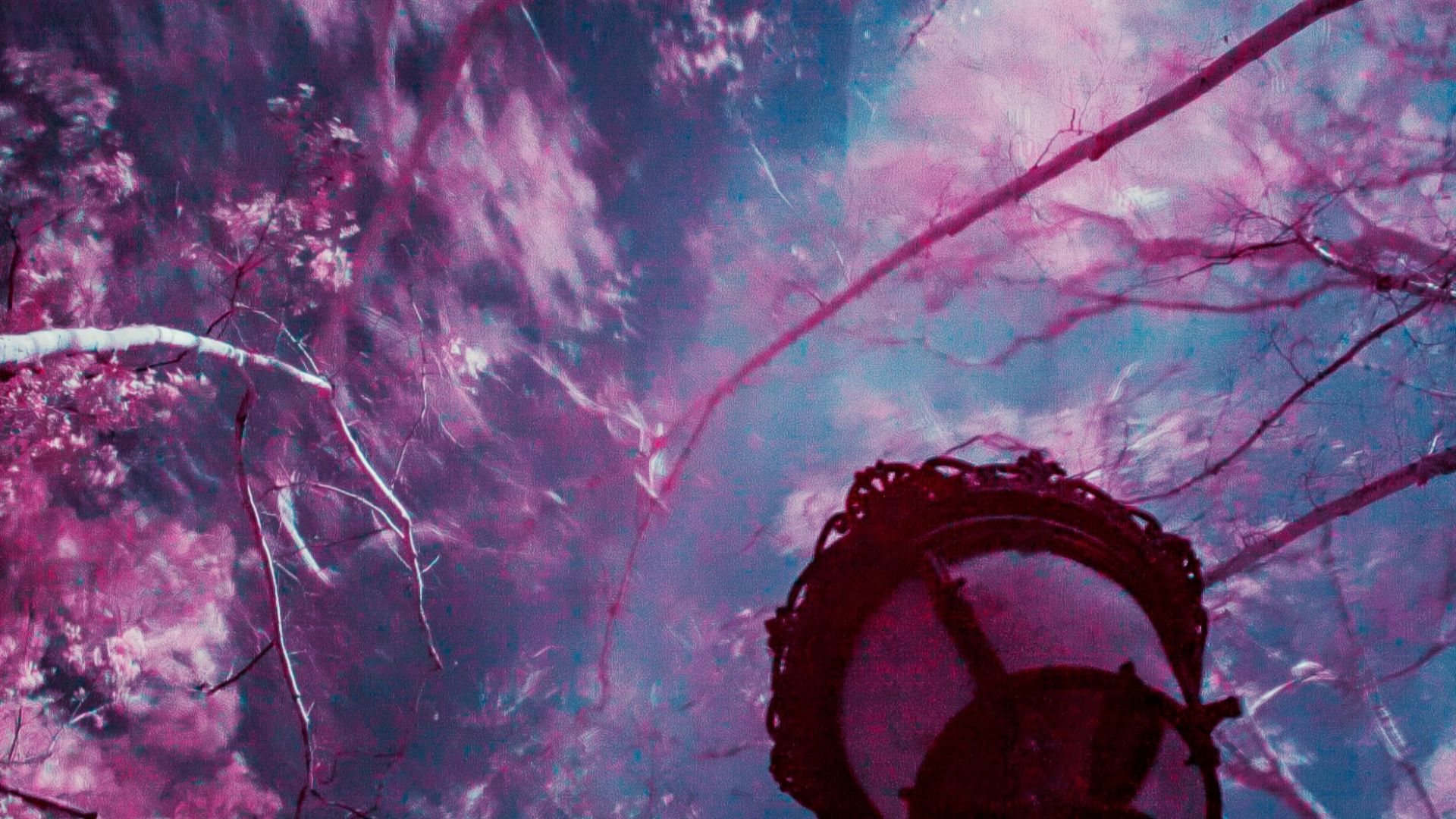 purple leafed trees under blue sky