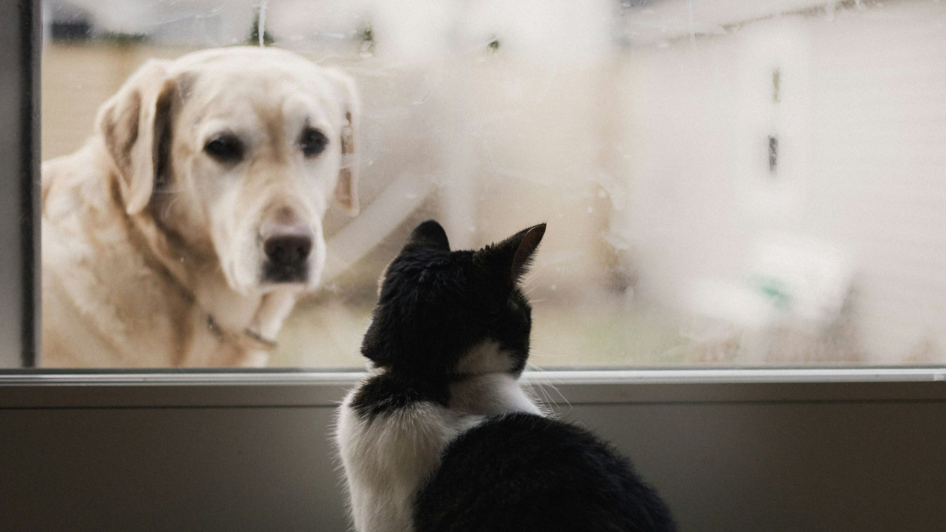 black and white cat watching adult yellow Labrador retriever on window