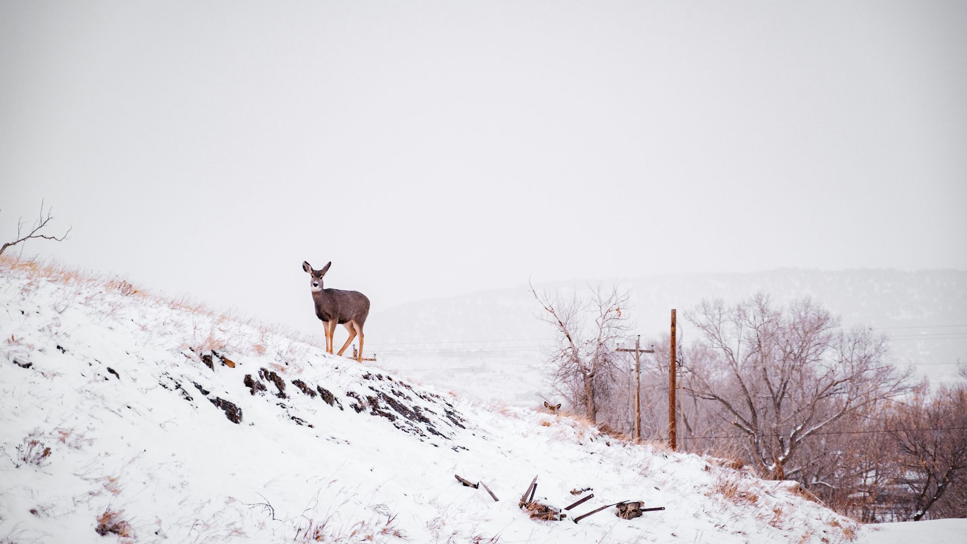 deer on top of a snow covered hill