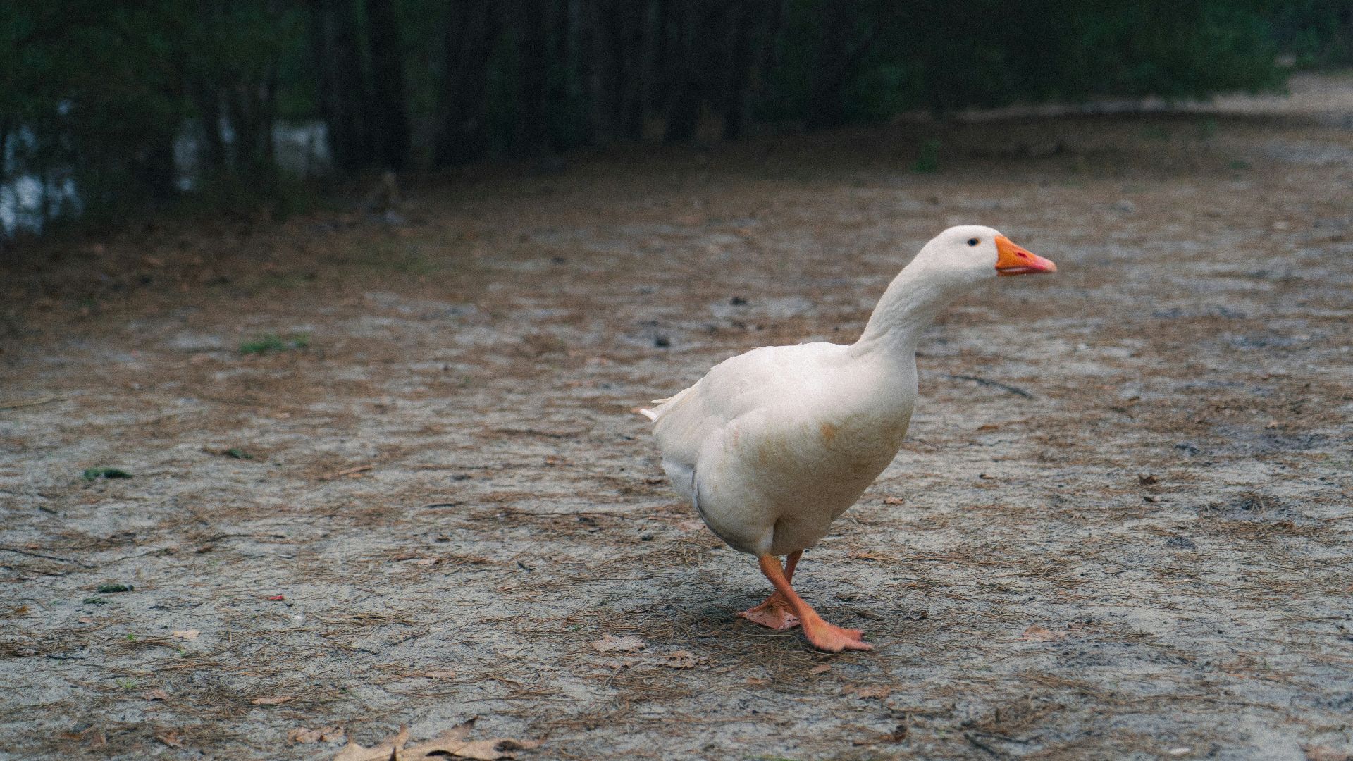 a white duck standing in the middle of a dirt road