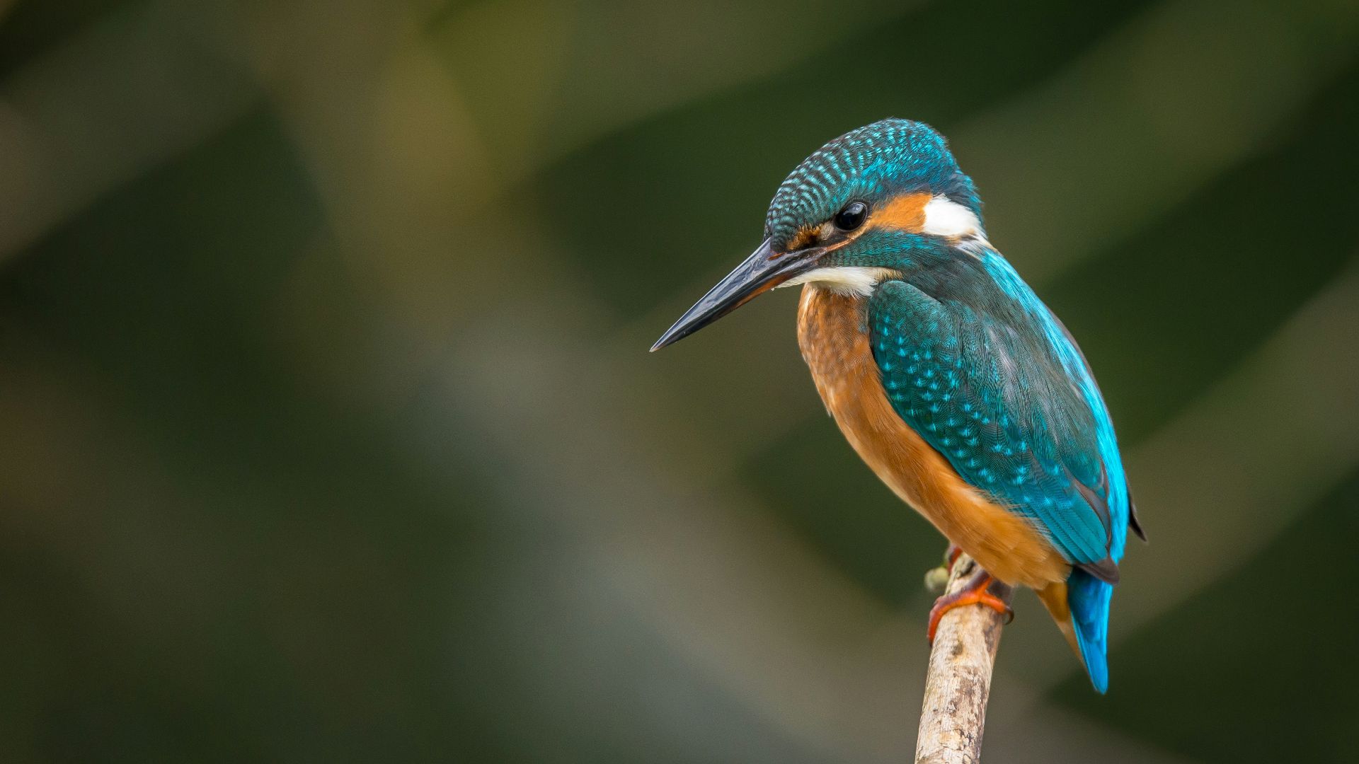 selective focus photography of blue kingfisher