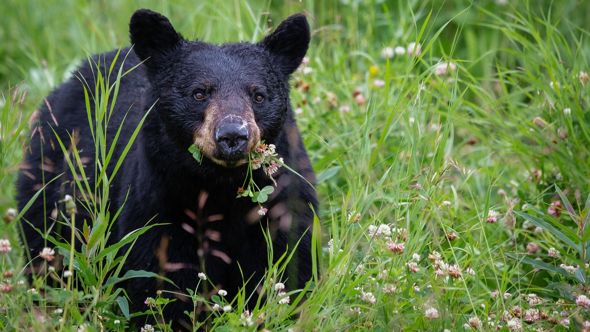 black bear on green grass during daytime